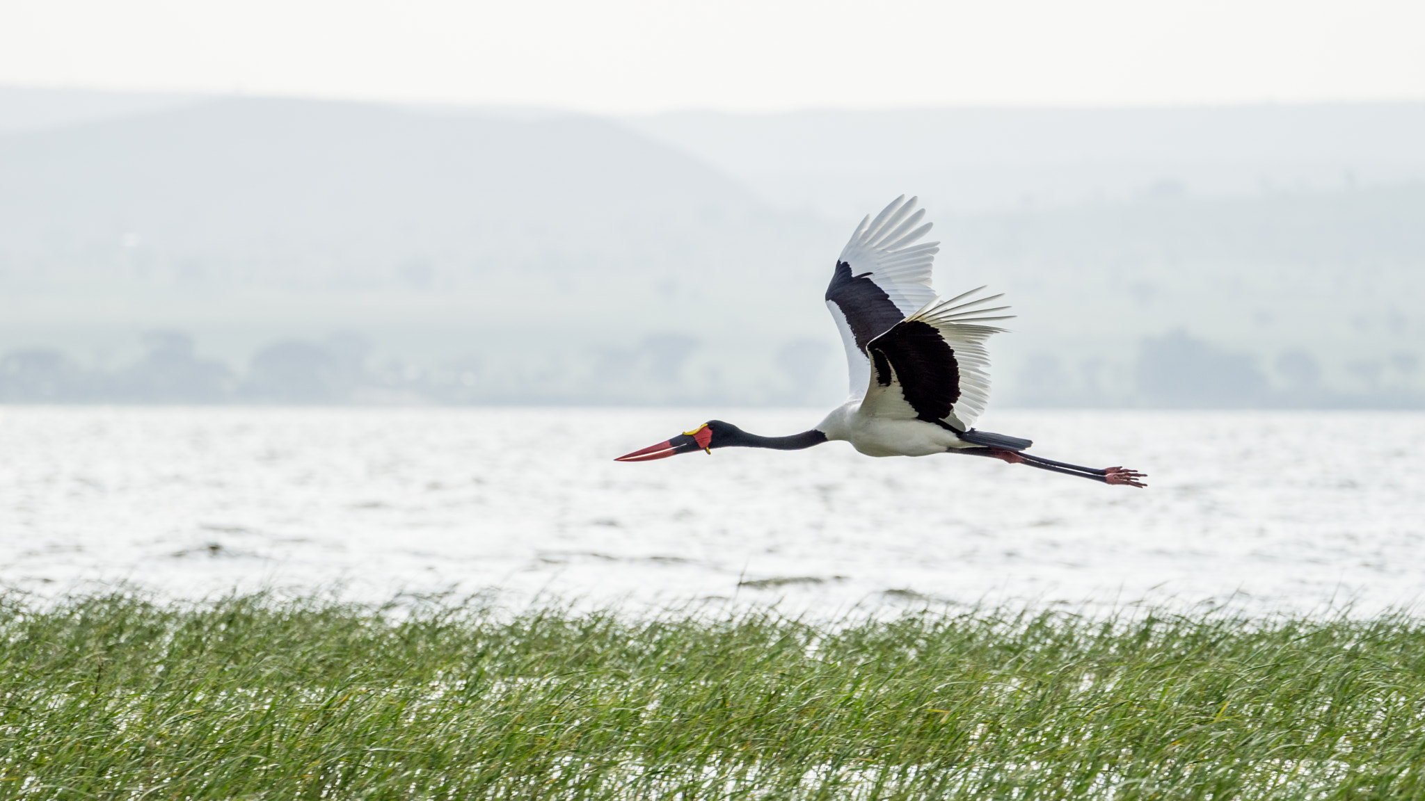 Sony FE 70-300mm F4.5-5.6 G OSS sample photo. Saddlebill in mid flight photography