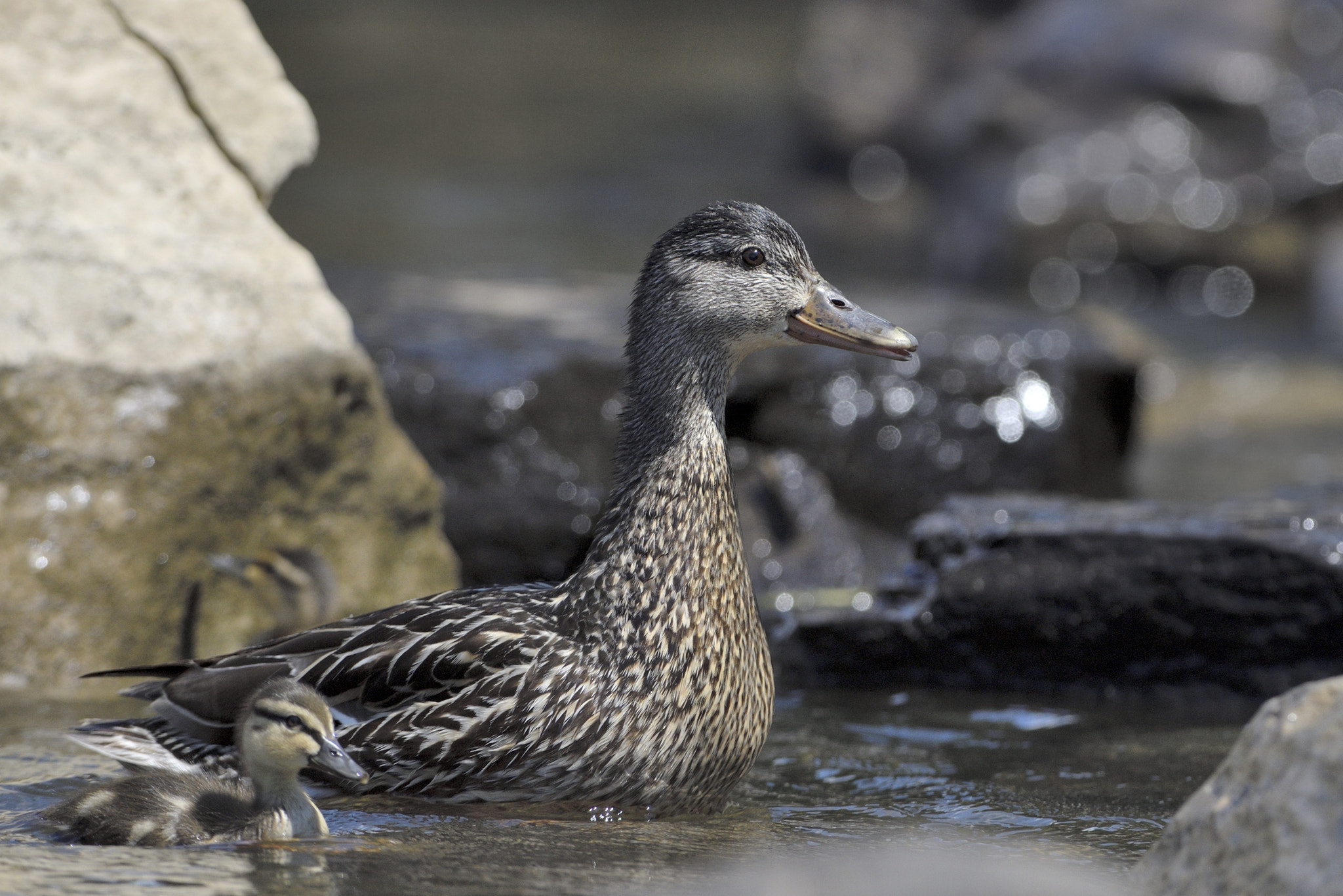 Nikon AF-S Nikkor 300mm F2.8G ED-IF VR sample photo. The mother and her baby duck photography