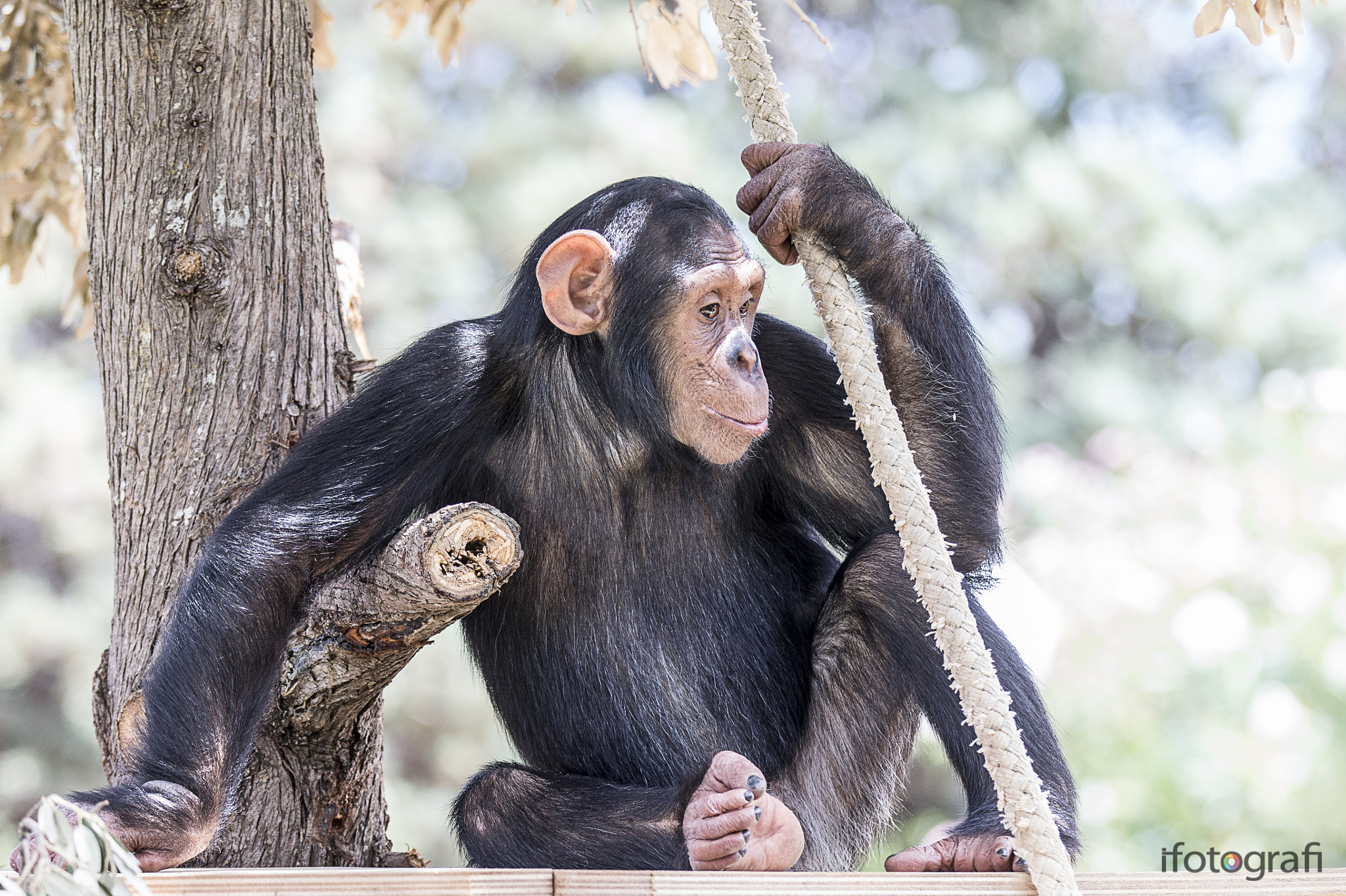 Canon EF 70-200mm F2.8L IS II USM sample photo. Monkey photography