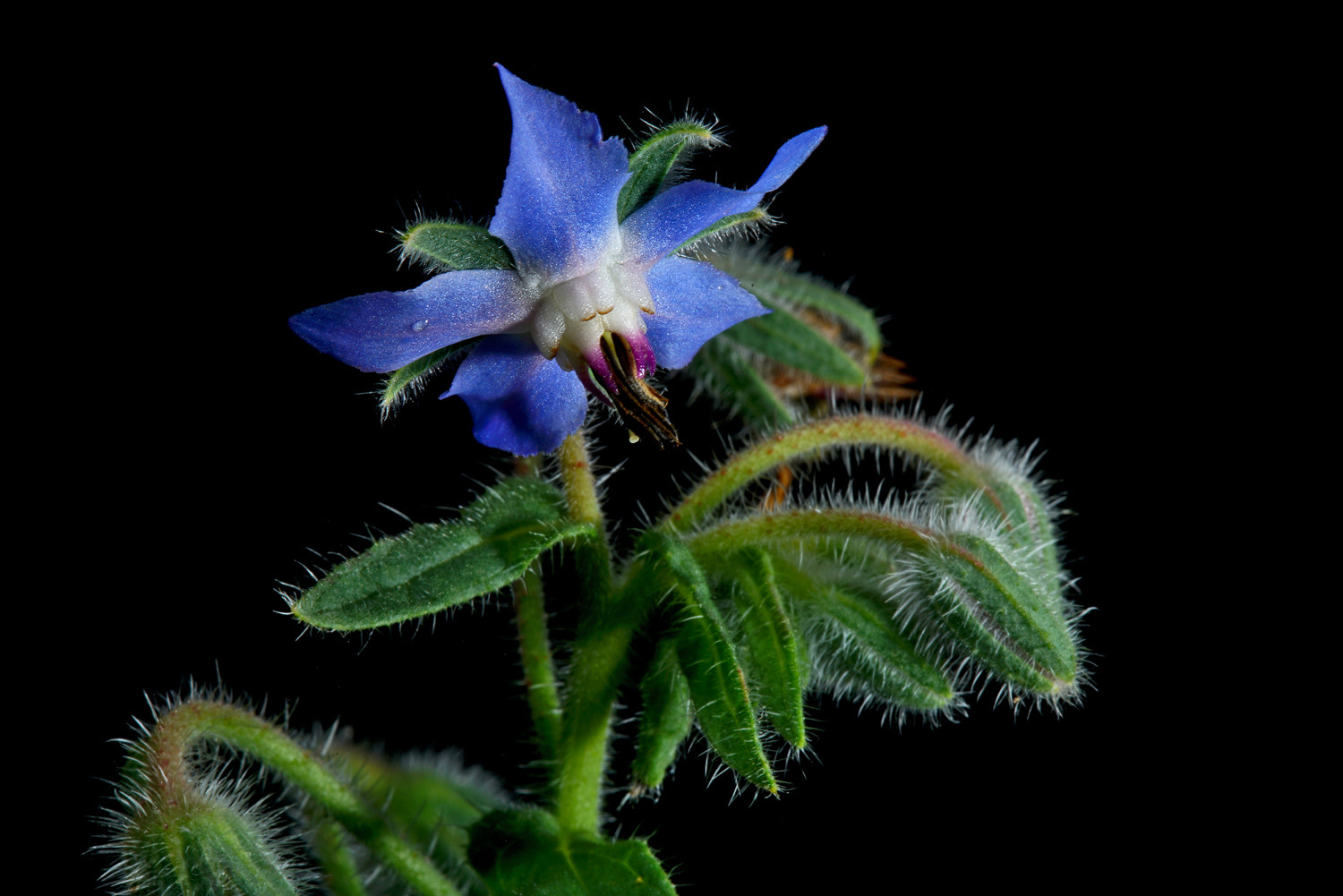 100mm F2.8 SSM sample photo. Hairy borage photography