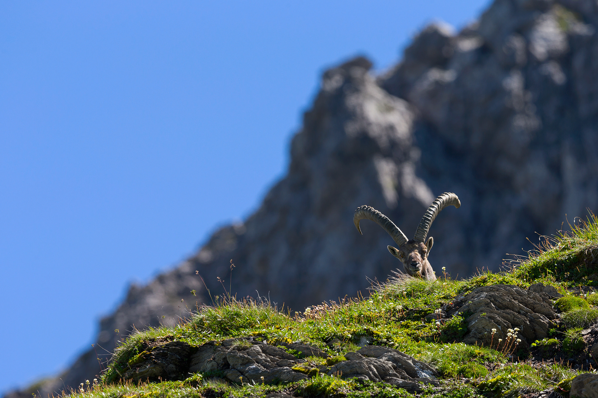Canon EF 400mm F2.8L IS II USM sample photo. Ibex photography