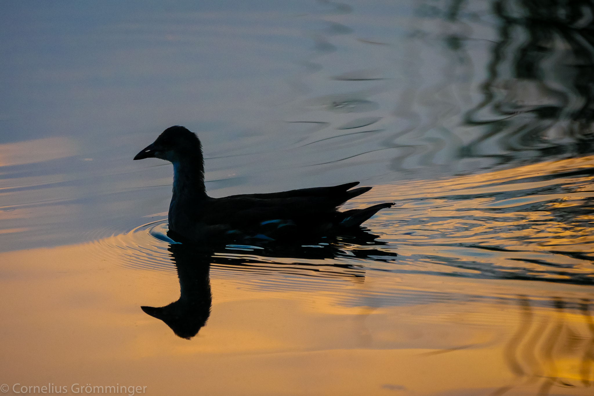 Panasonic DMC-G70 sample photo. Duck at the röblinsee photography