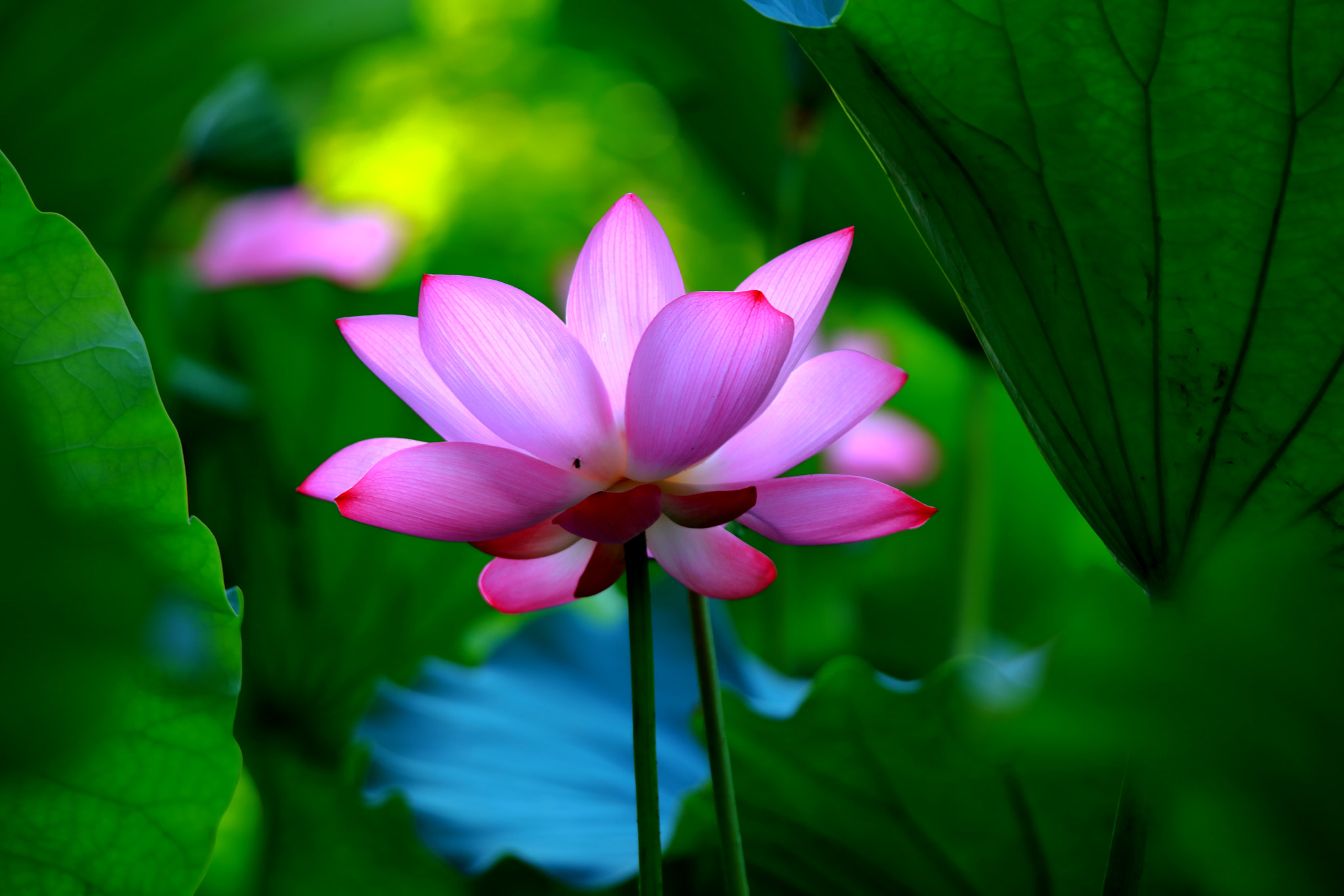 Tamron SP 150-600mm F5-6.3 Di VC USD sample photo. Lotus photography