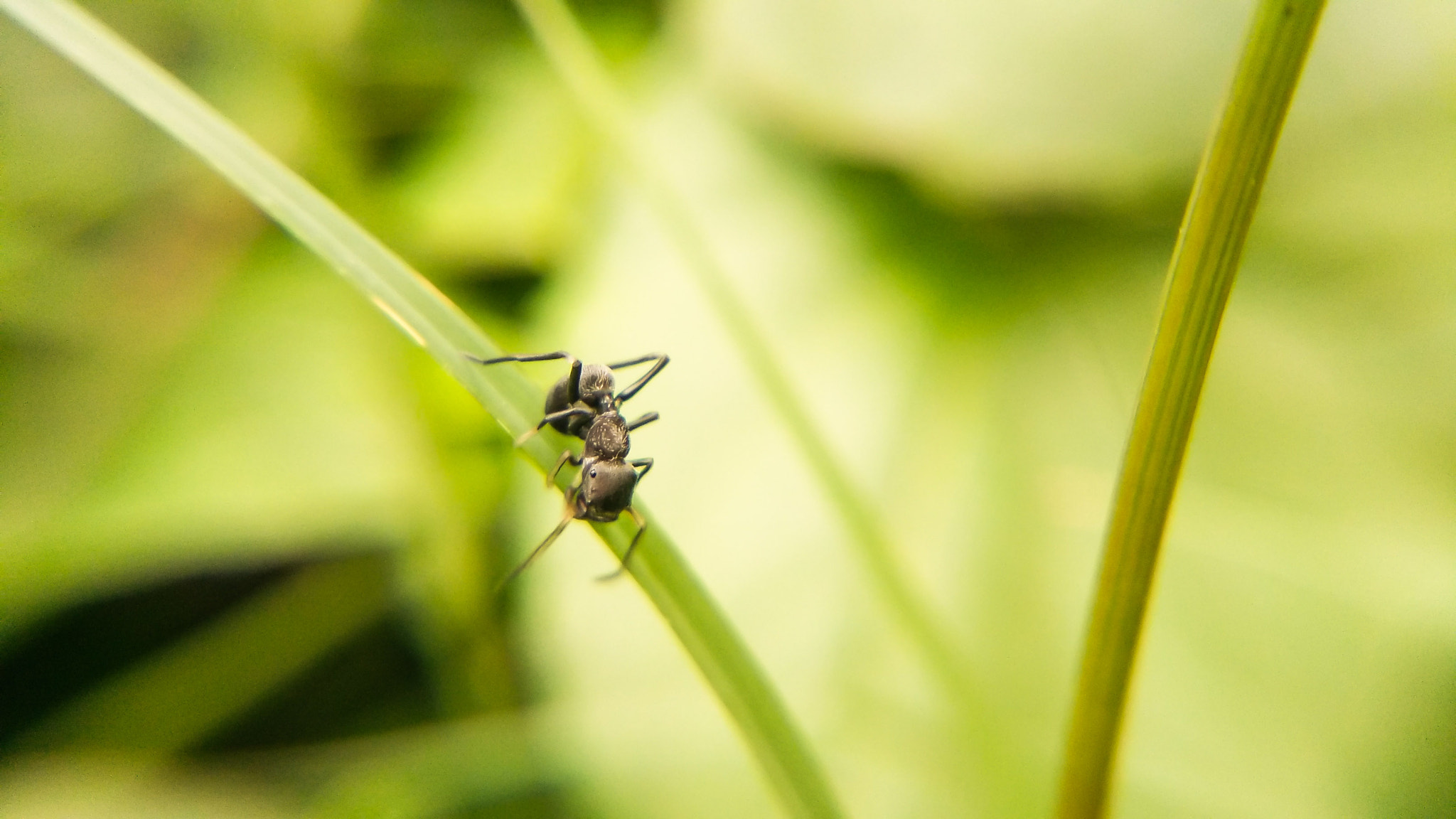 vivo Y51L sample photo. Looking for some food.  photography