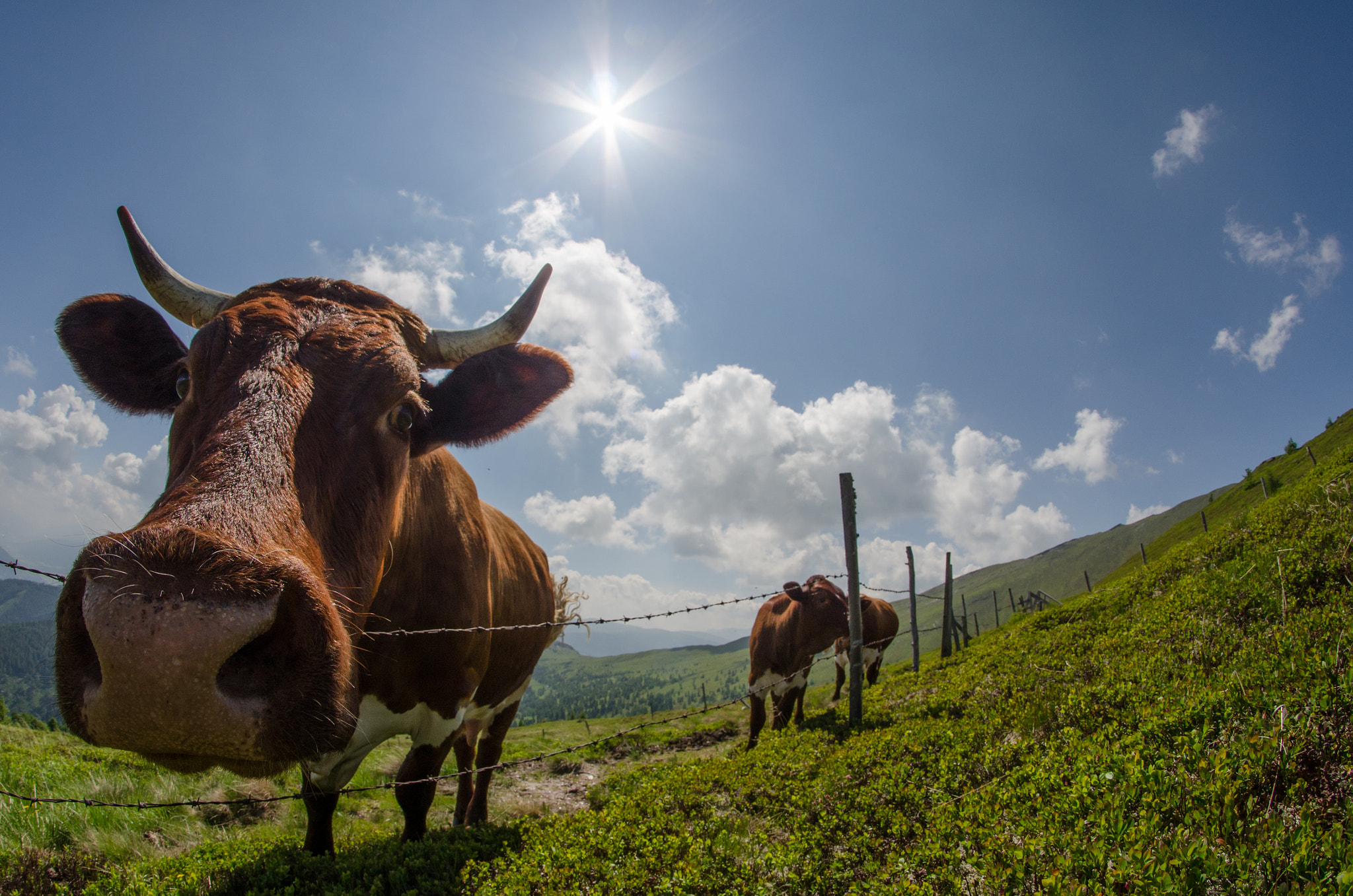 Nikon D5100 + Samyang 8mm F3.5 Aspherical IF MC Fisheye sample photo. Smile for the camera! photography
