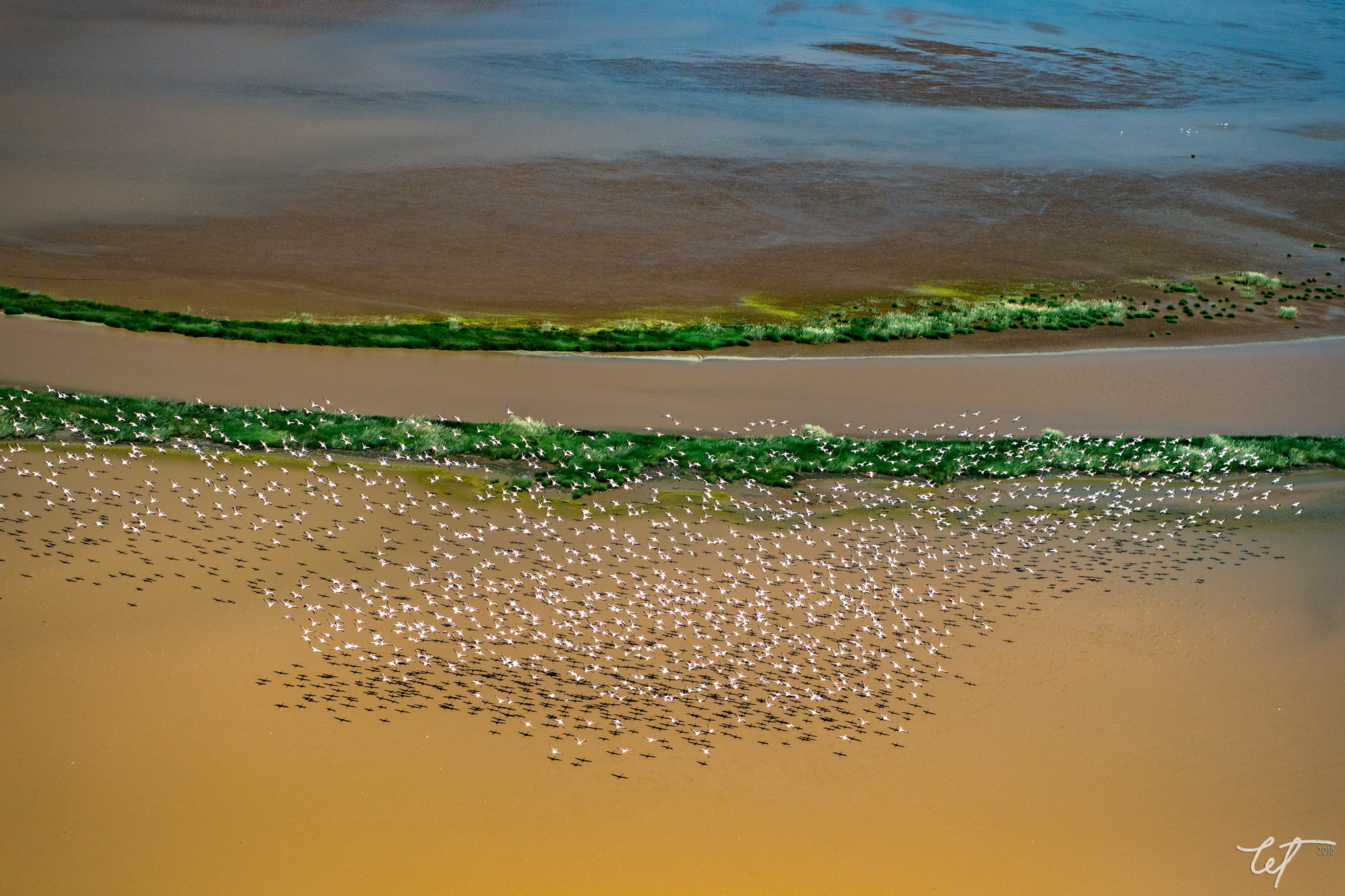 Nikon AF-S Nikkor 24-70mm F2.8E ED VR sample photo. Lake logipi flamingos18 photography