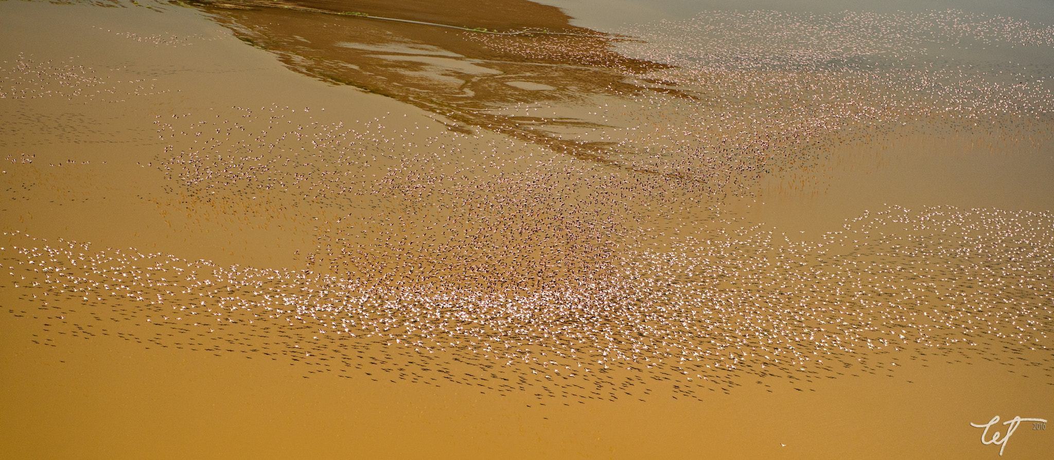 Nikon D5 sample photo. Lake logipi flamingos16 photography