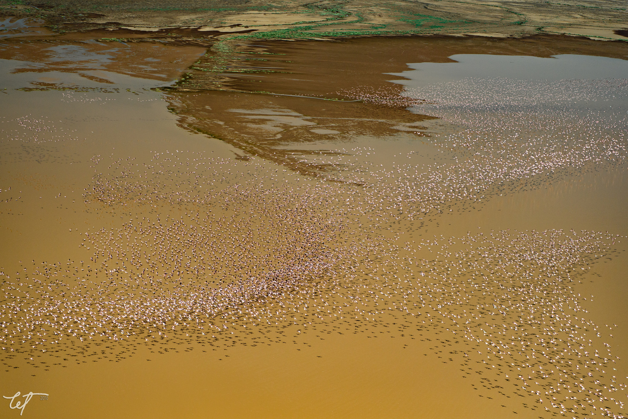 Nikon AF-S Nikkor 24-70mm F2.8E ED VR sample photo. Lake logipi flamingos14 photography
