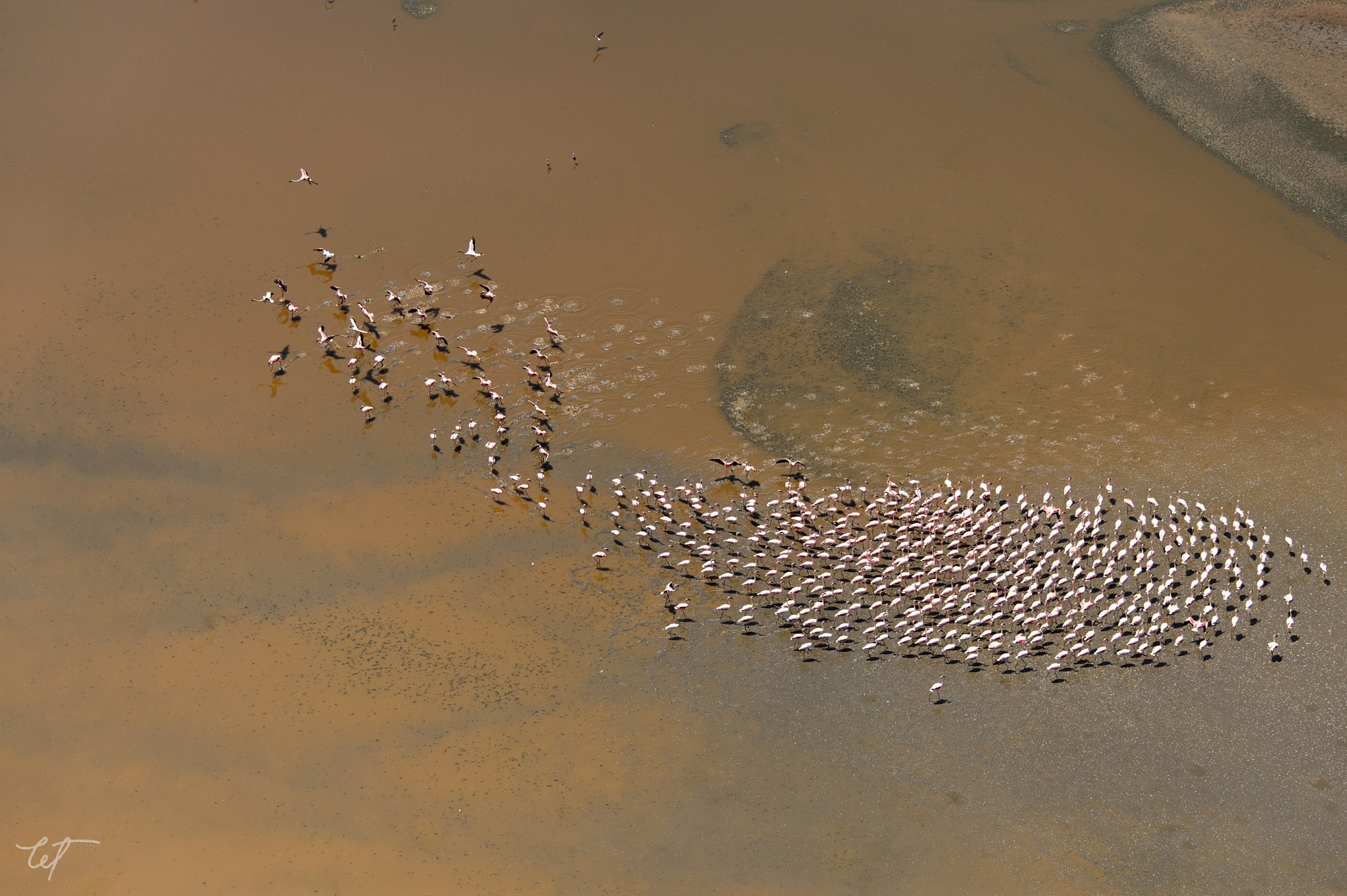 Nikon D4 sample photo. Lake logipi flamingos13 photography
