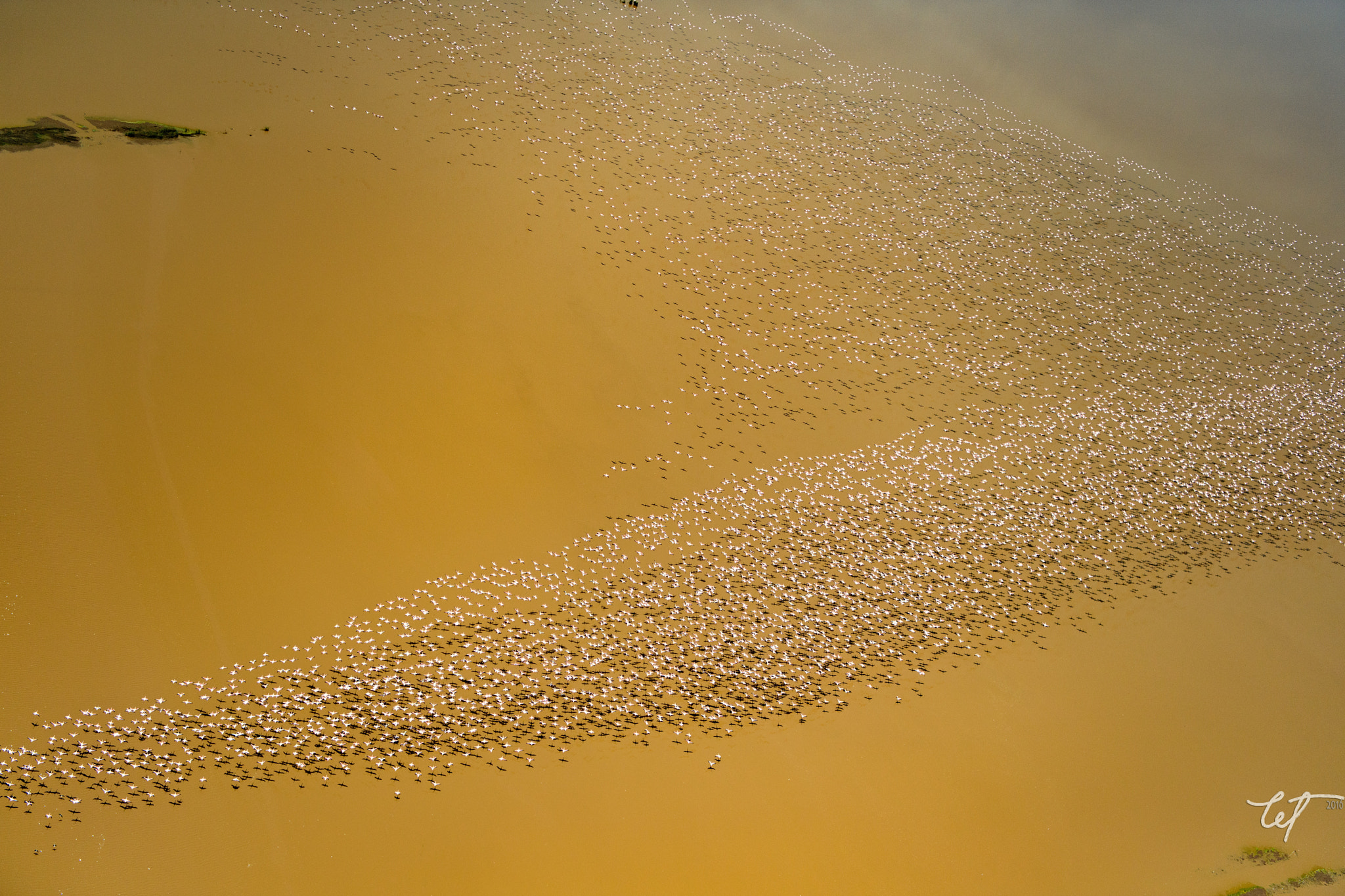 Nikon AF-S Nikkor 24-70mm F2.8E ED VR sample photo. Lake logipi flamingos11 photography