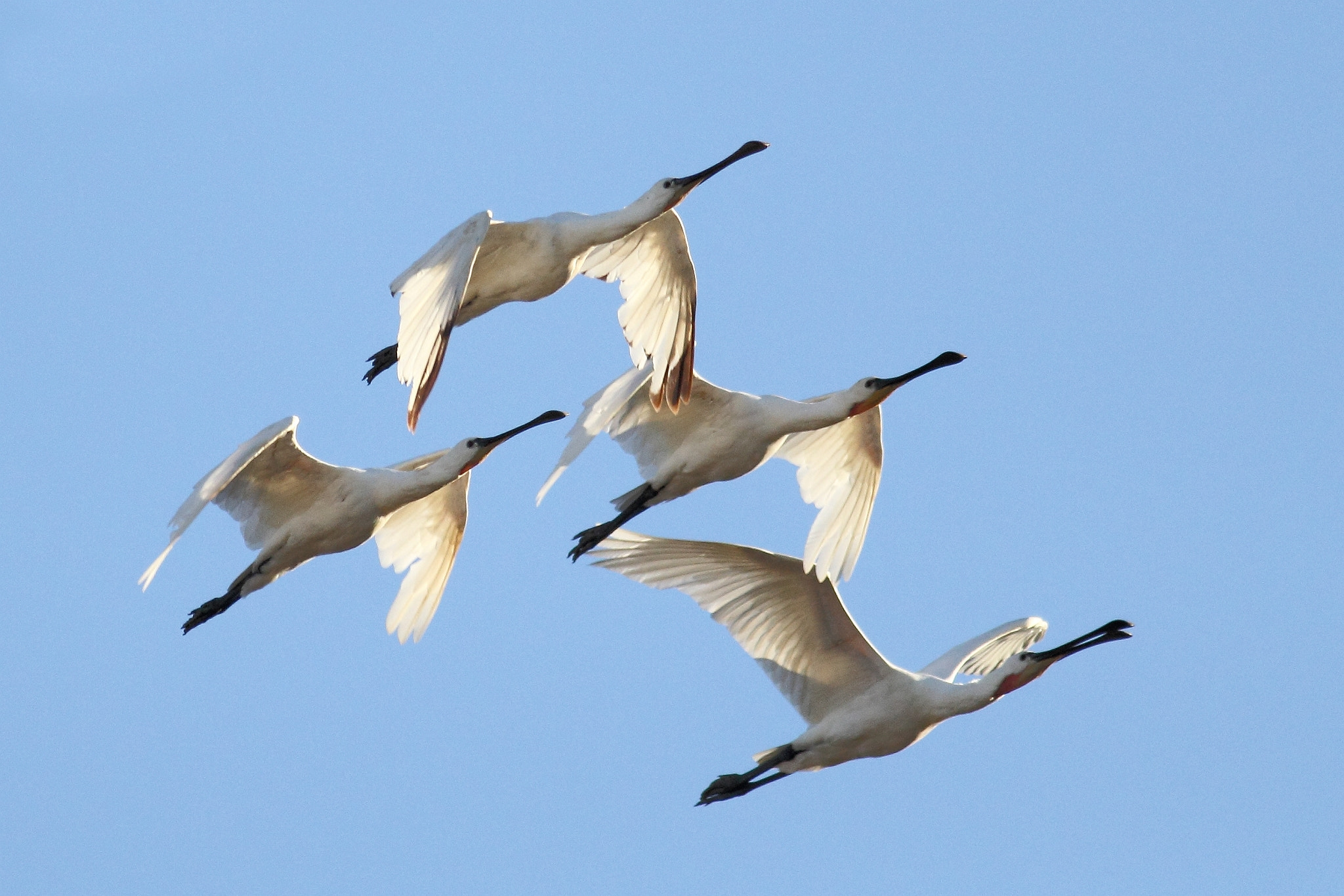 Canon EOS 60D + Canon EF 400mm F5.6L USM sample photo. Flying spoonbills photography