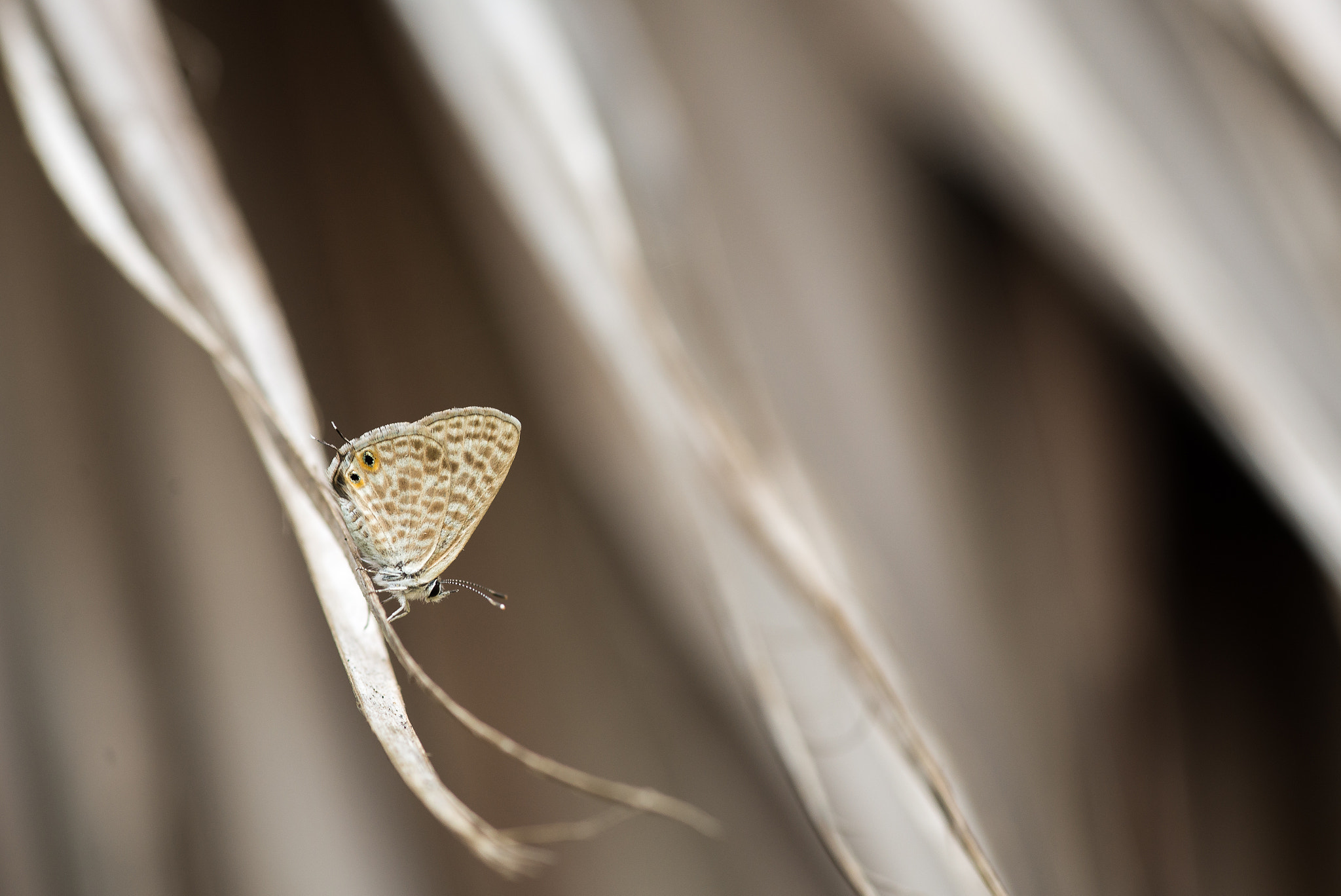 Sigma 105mm F2.8 EX DG Macro sample photo