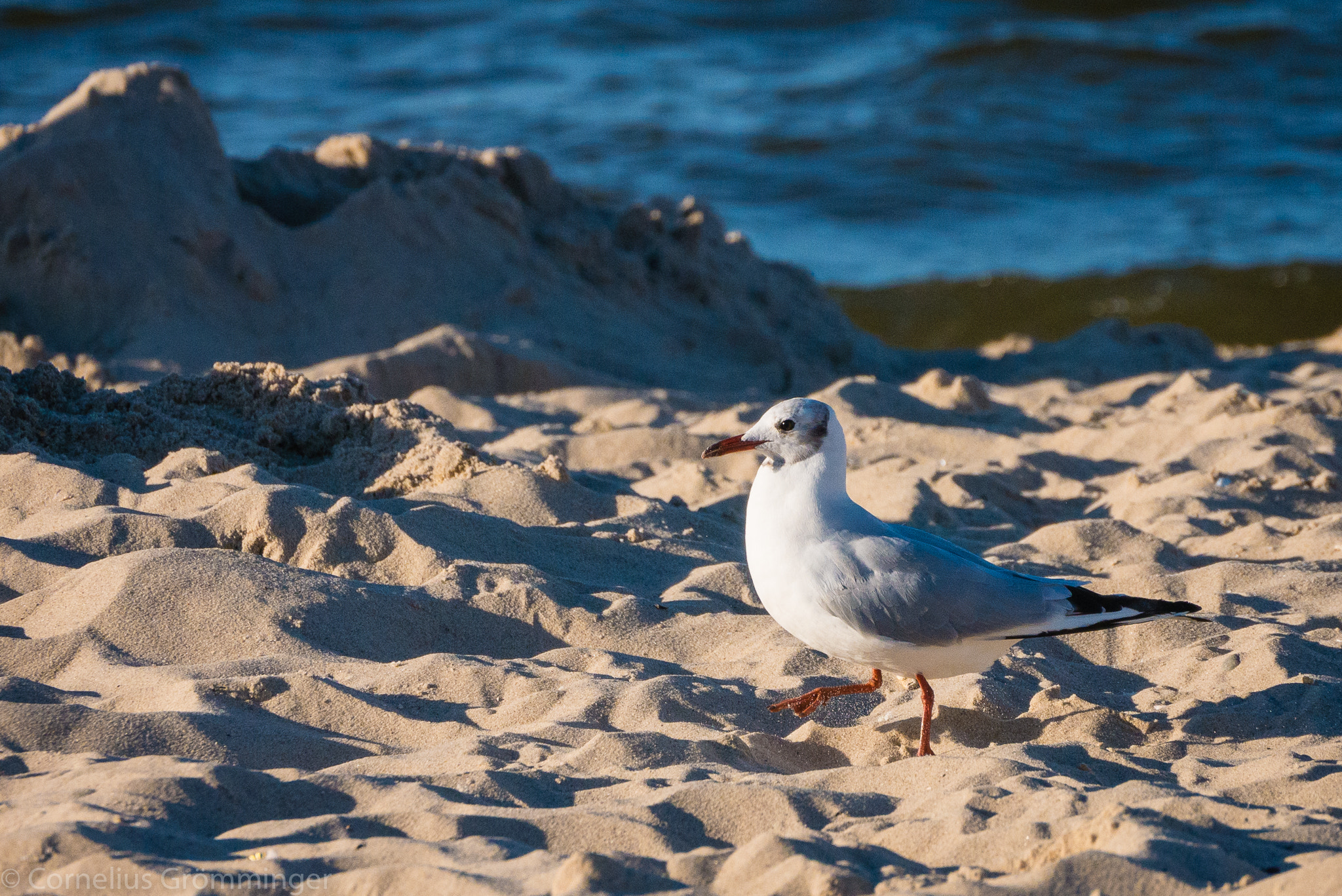 Panasonic DMC-G70 sample photo. Gull at the beach photography