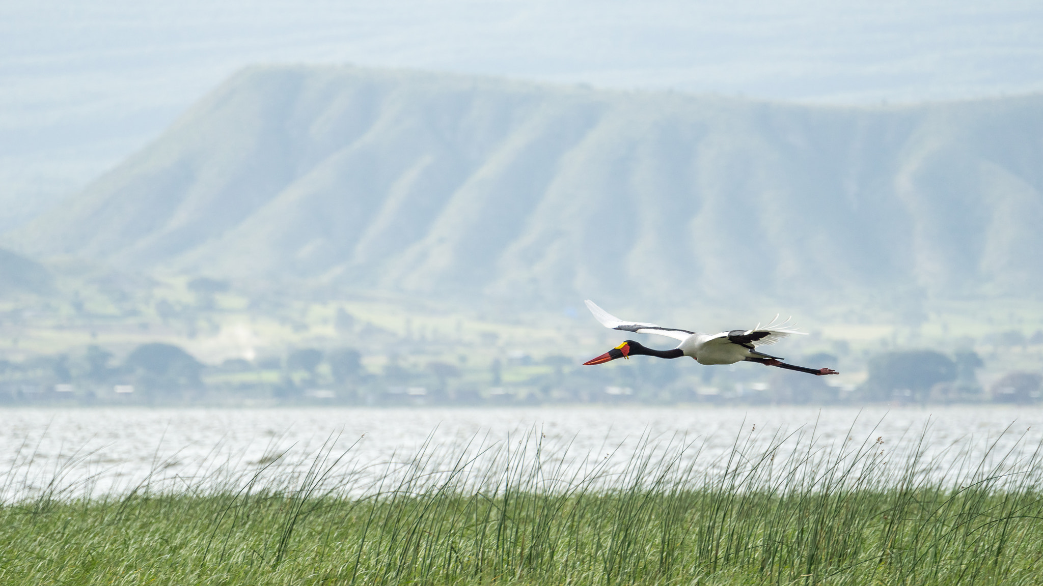 Sony FE 70-300mm F4.5-5.6 G OSS sample photo. Saddlebill in mid flight photography