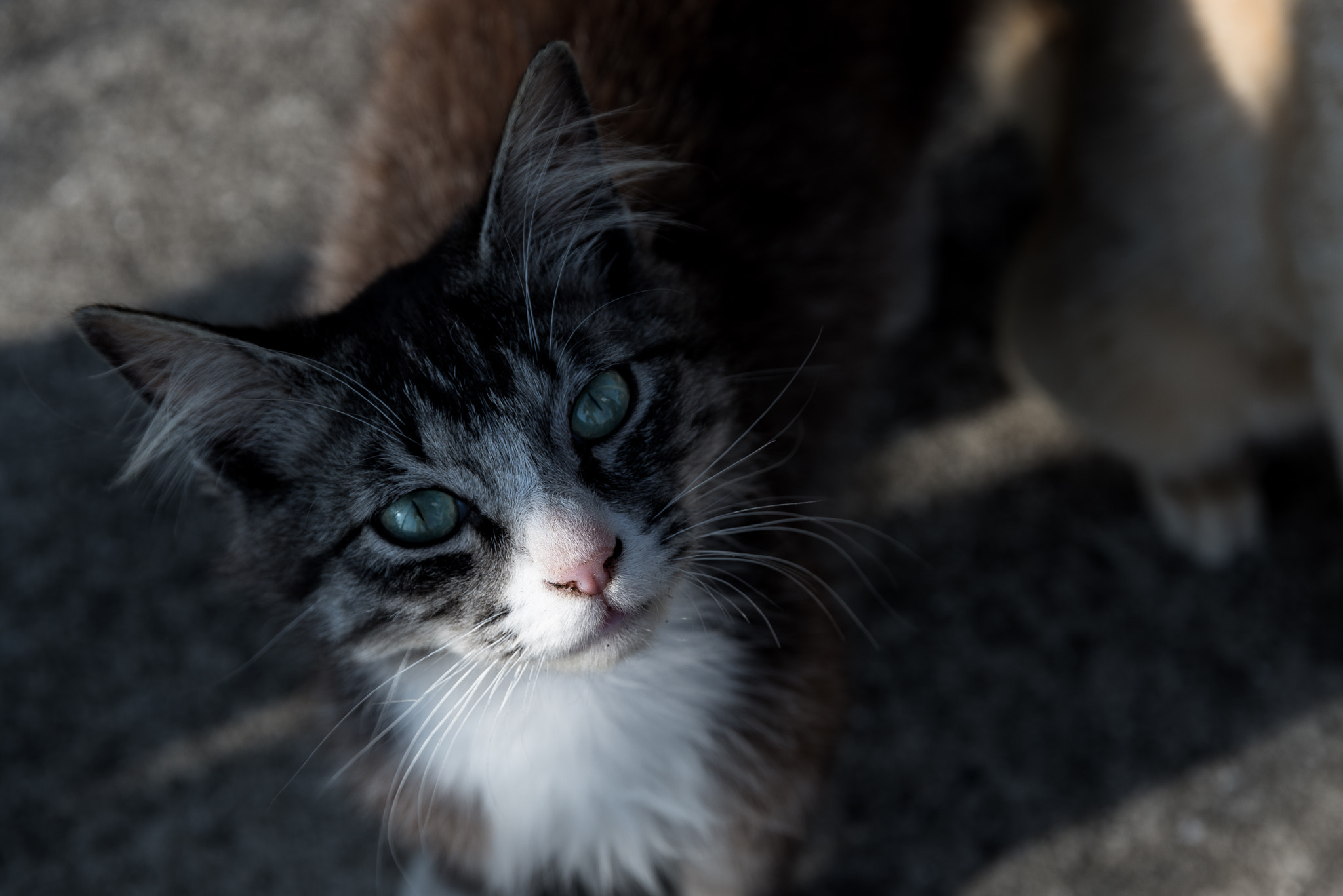 Nikon D600 + Sigma 24-105mm F4 DG OS HSM Art sample photo. 島1番の美人 photography
