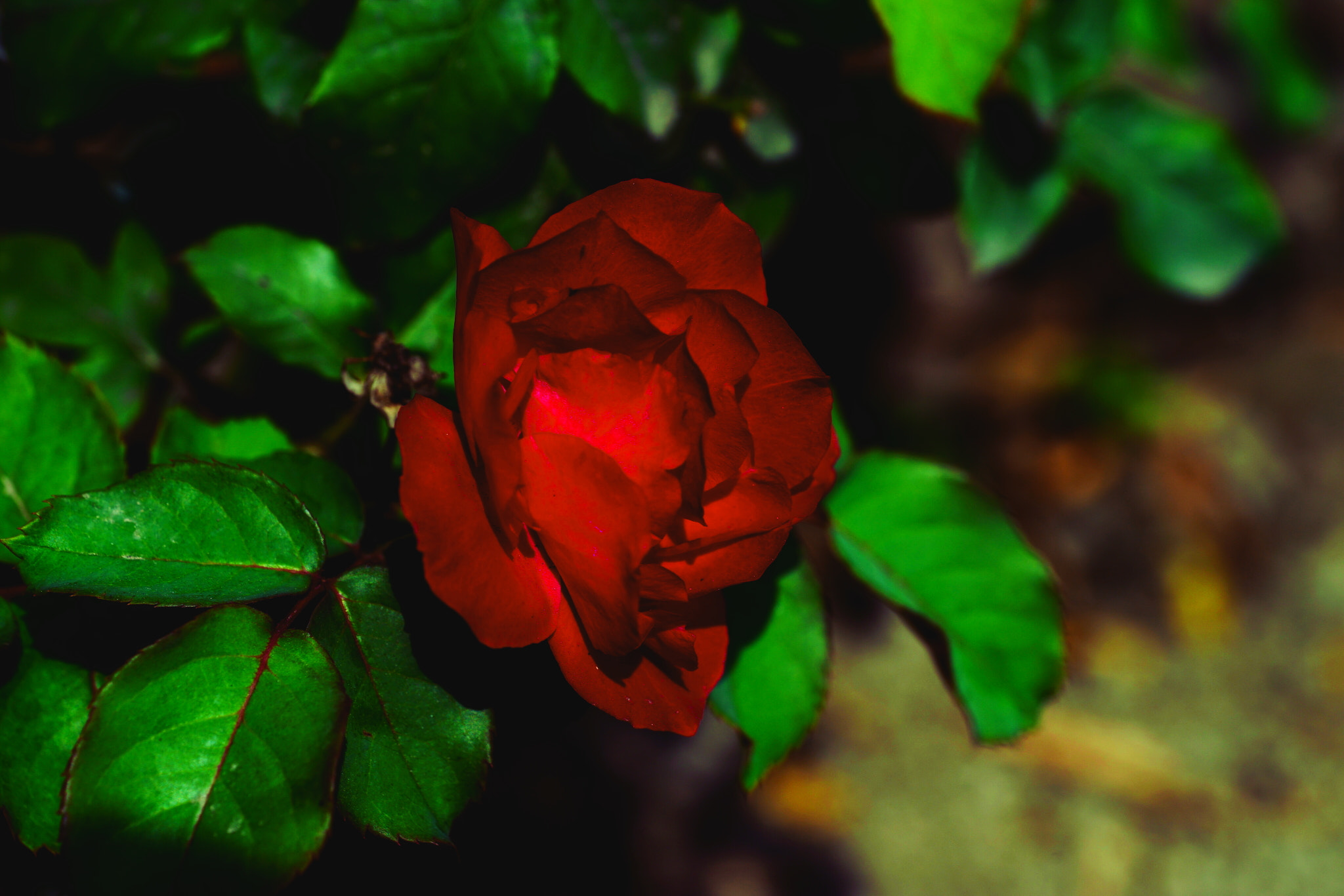 Sony a7 II + Sony FE 90mm F2.8 Macro G OSS sample photo. 妖豔 photography