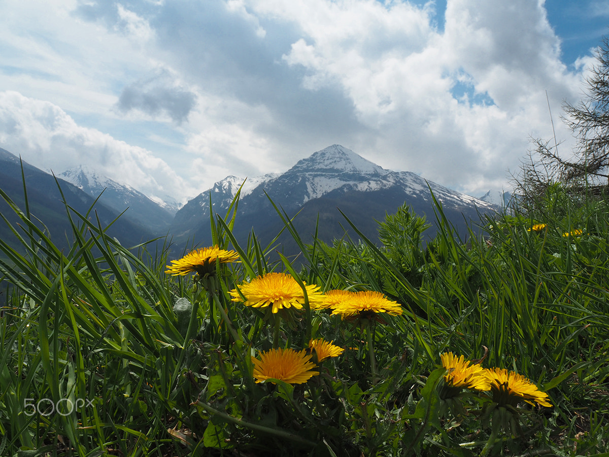 OLYMPUS M.14-150mm F4.0-5.6 II sample photo. Montagne fiorite photography