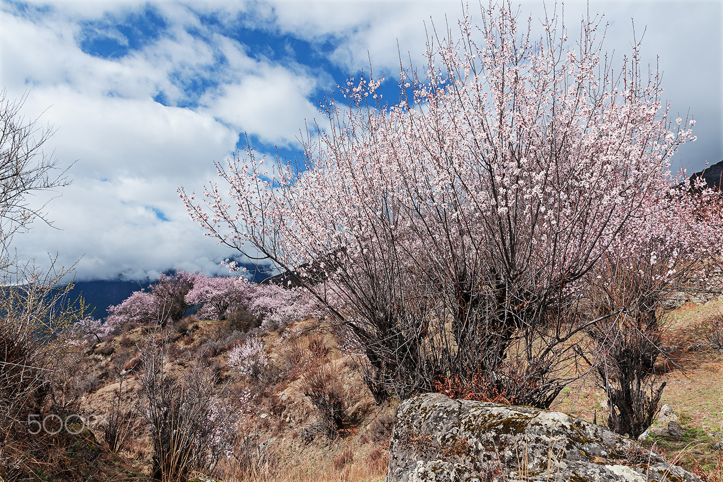 Sony Alpha DSLR-A700 sample photo. Peach blossom on the plateau photography