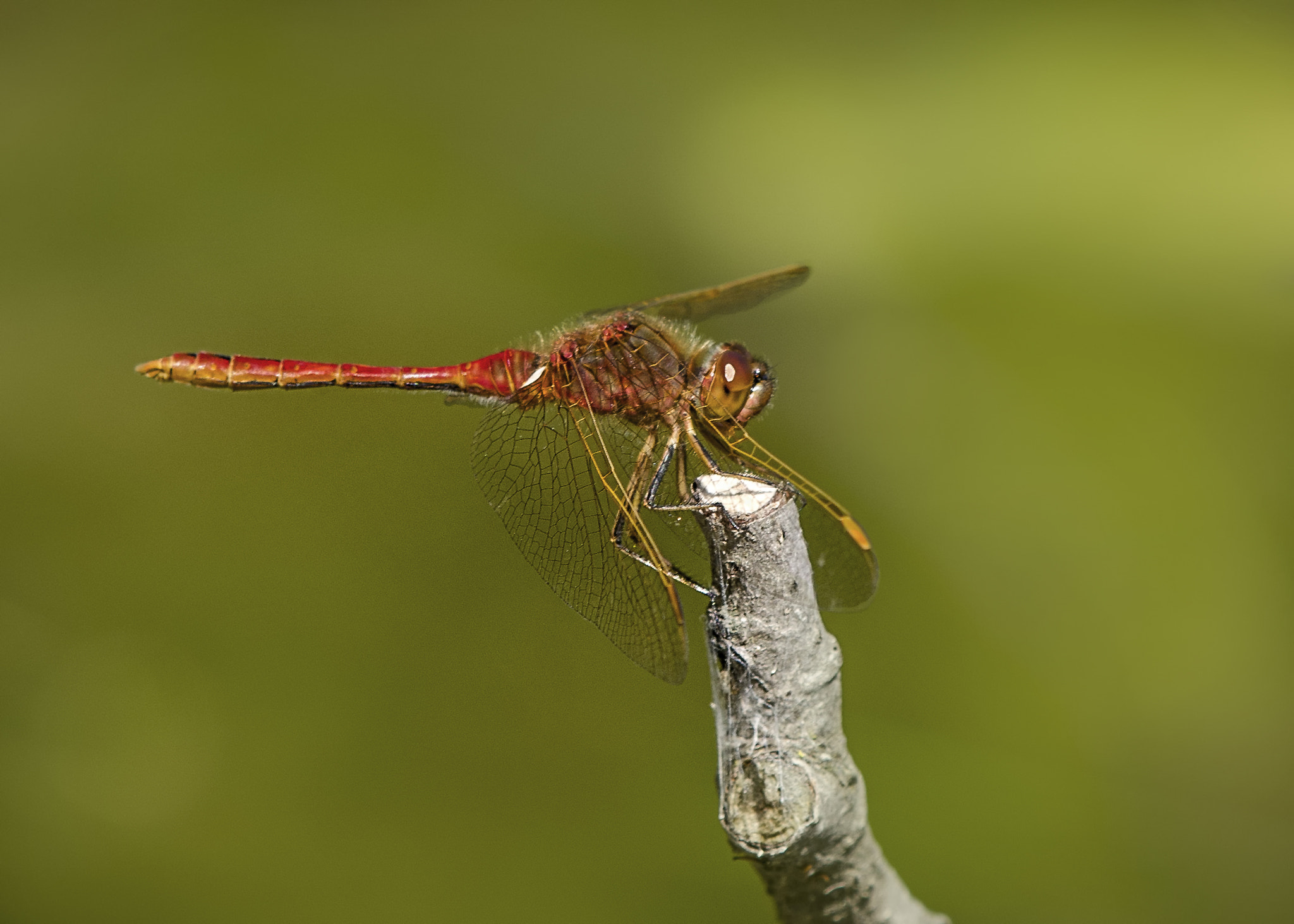 Nikon AF-S DX Micro-Nikkor 85mm F3.5G ED VR sample photo. Red dragon on green pond photography