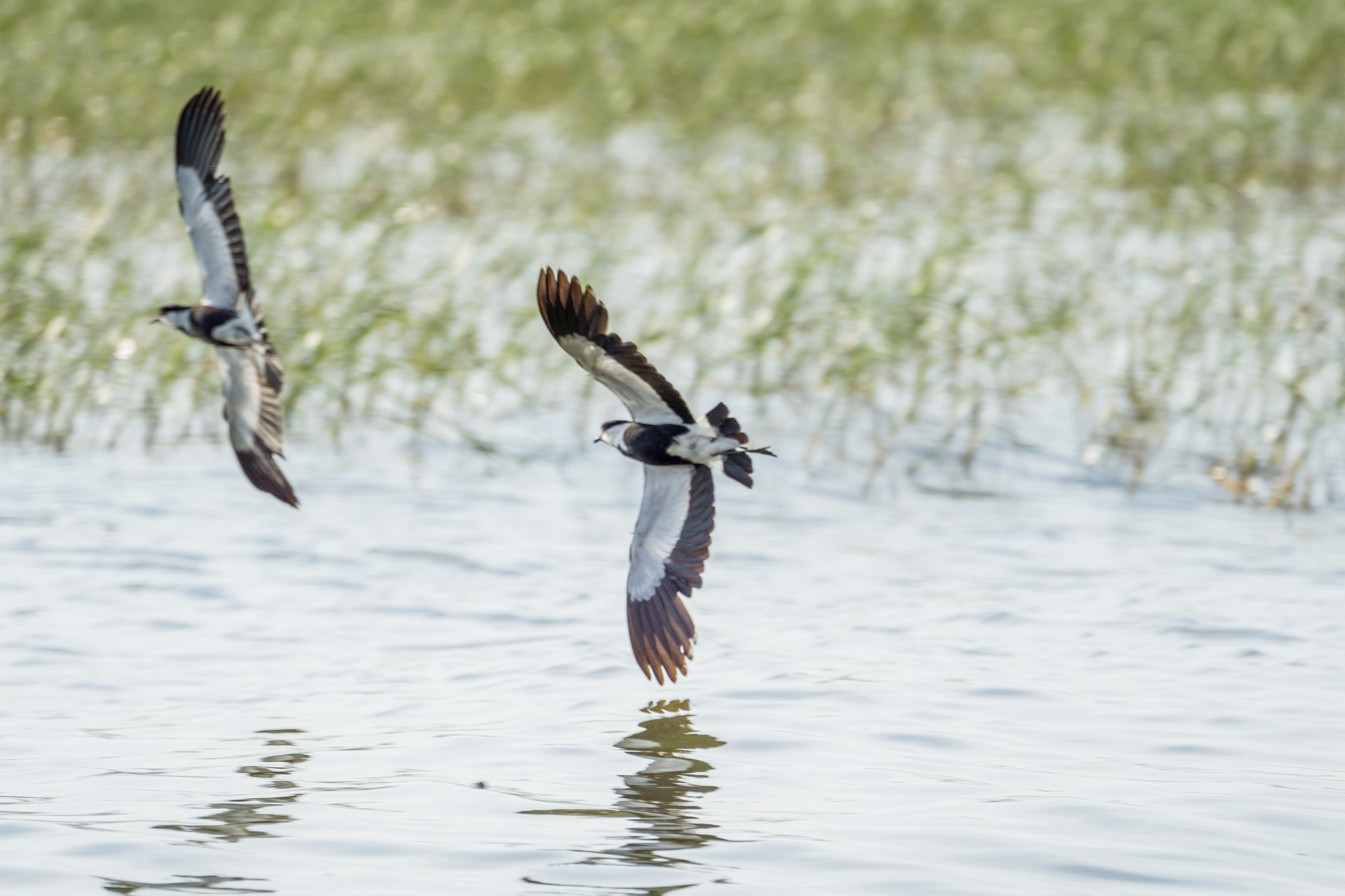 Sony FE 70-300mm F4.5-5.6 G OSS sample photo. Touchdown photography