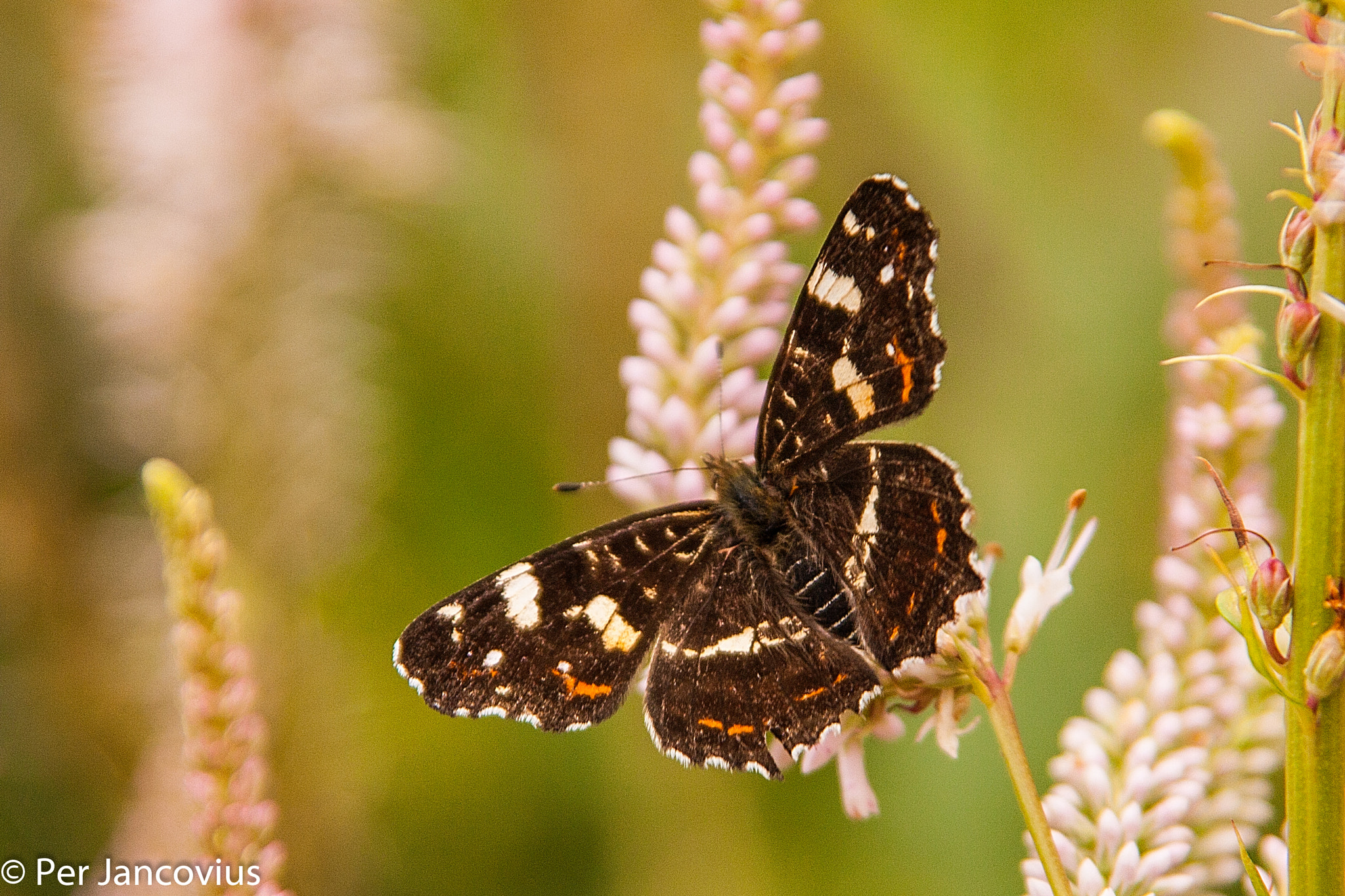 Canon EOS 40D sample photo. Map (butterfly) photography