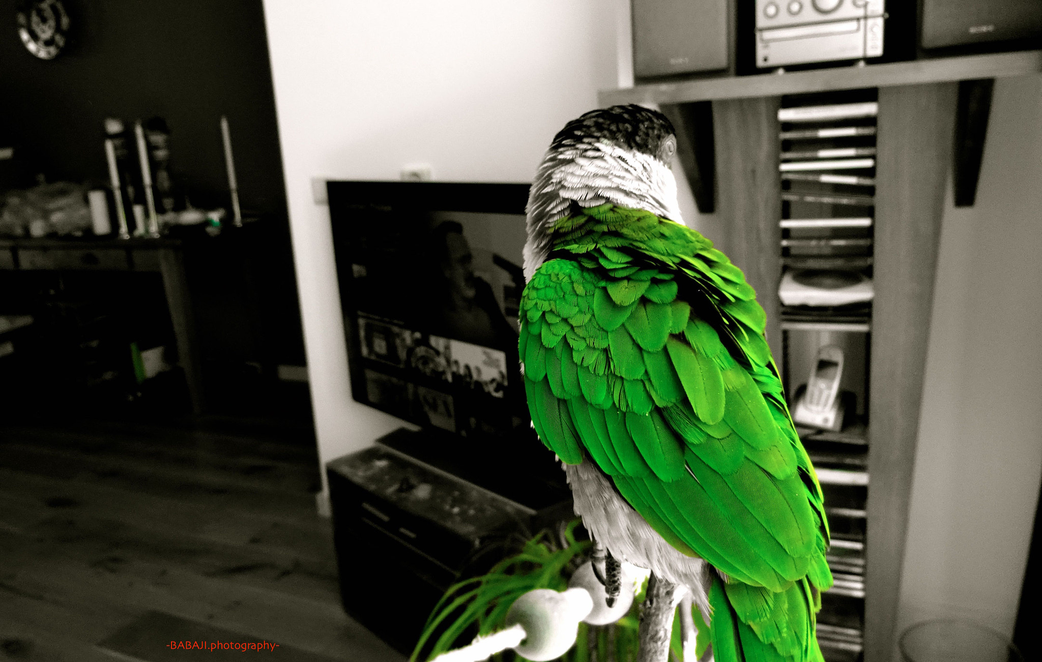 Sony 25-250mm F3.3-5.9 sample photo. Elvis, mini-parrot in a green mood photography