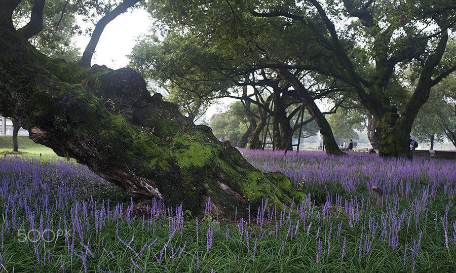 Nikon D3 + Nikon AF-S Nikkor 35mm F1.4G sample photo. Feast of purple. photography