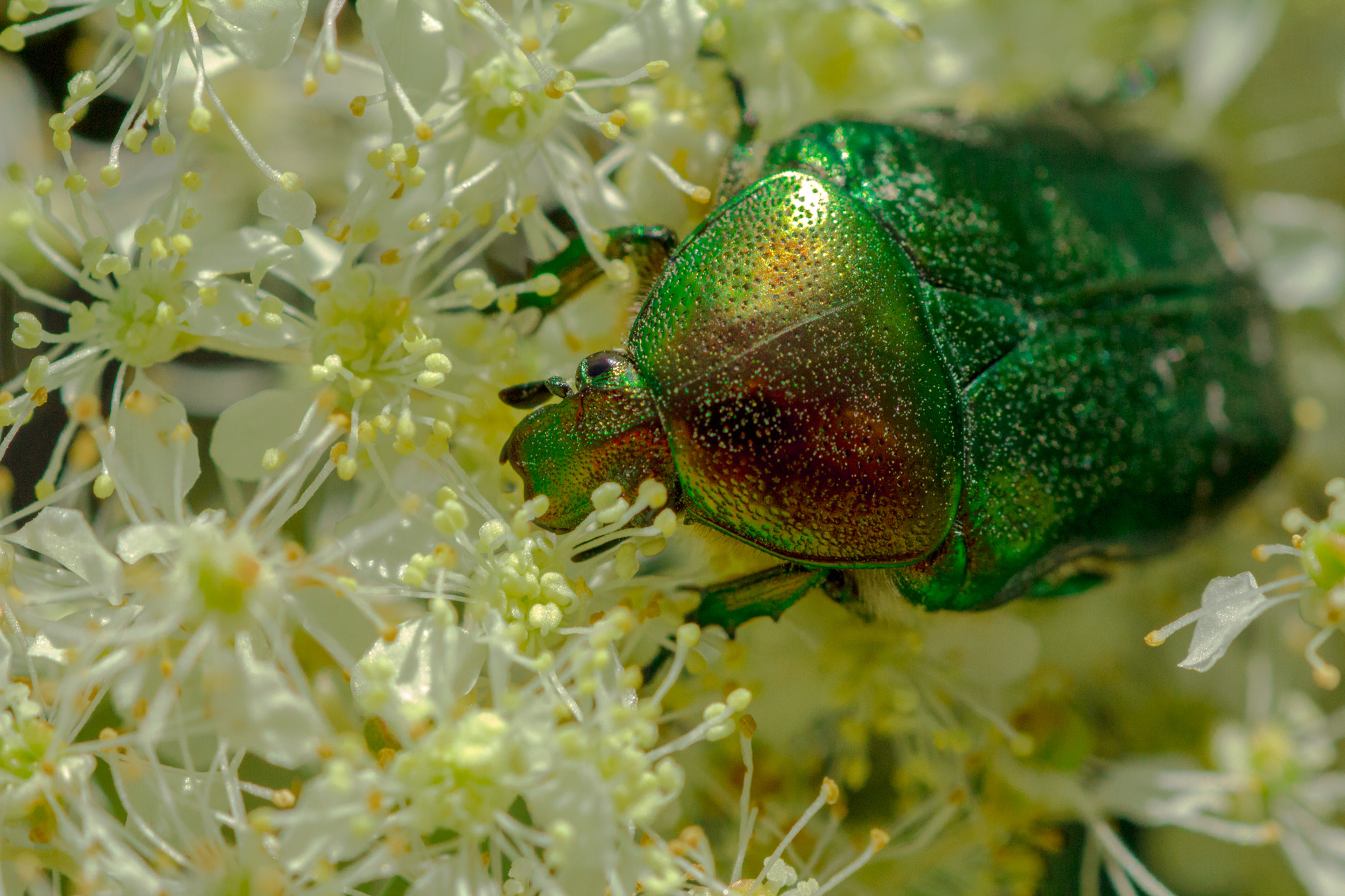Canon EOS 60D + Tamron SP AF 90mm F2.8 Di Macro sample photo. Green beetle  photography