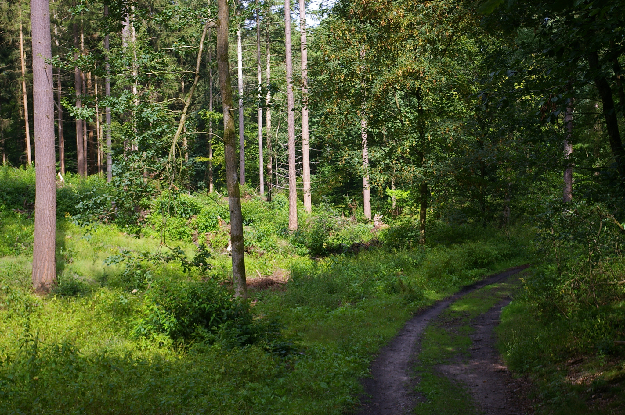 Pentax *ist DL sample photo. Hochwald licht /schatten photography