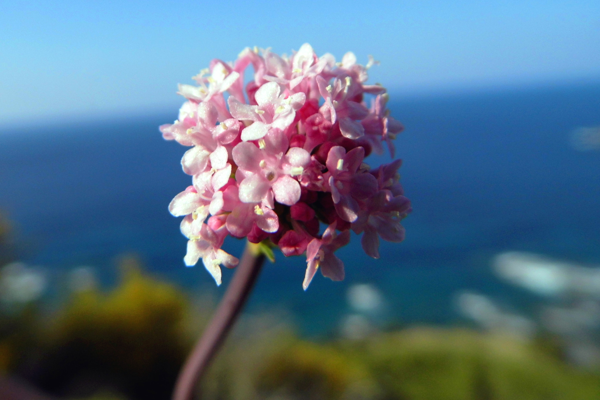 Panasonic Lumix DMC-LZ20 sample photo. Blossom in spring photography