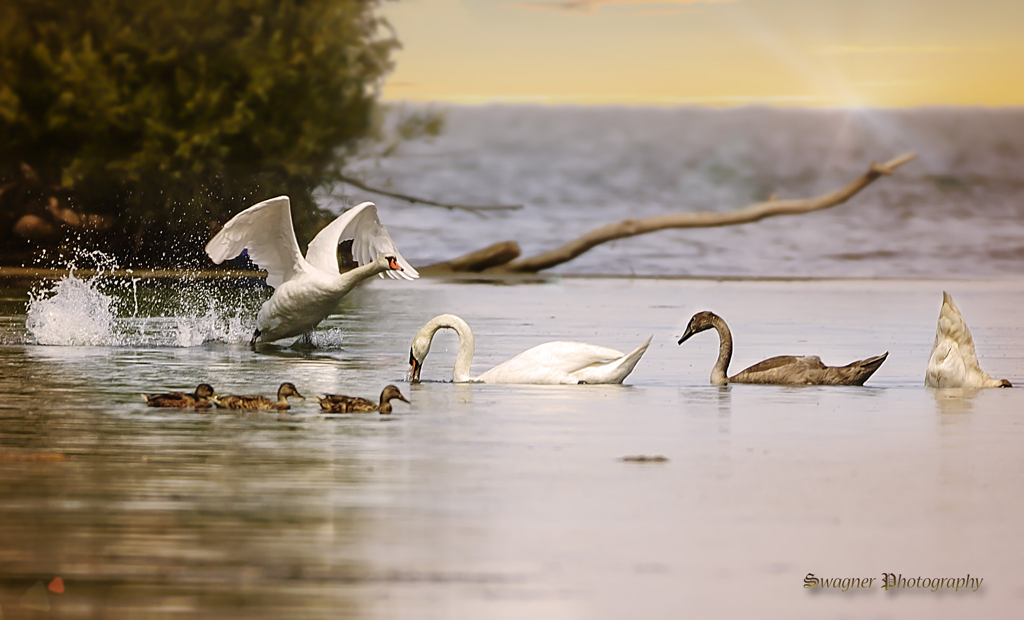 150-600mm F5-6.3 DG OS HSM | Contemporary 015 sample photo. Swans and ducks photography