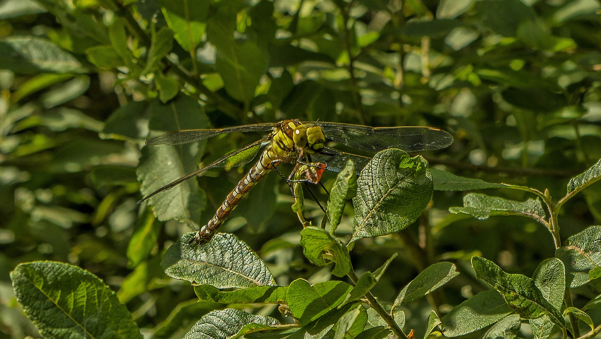 Pentax K-30 sample photo. Dragonfly  photography