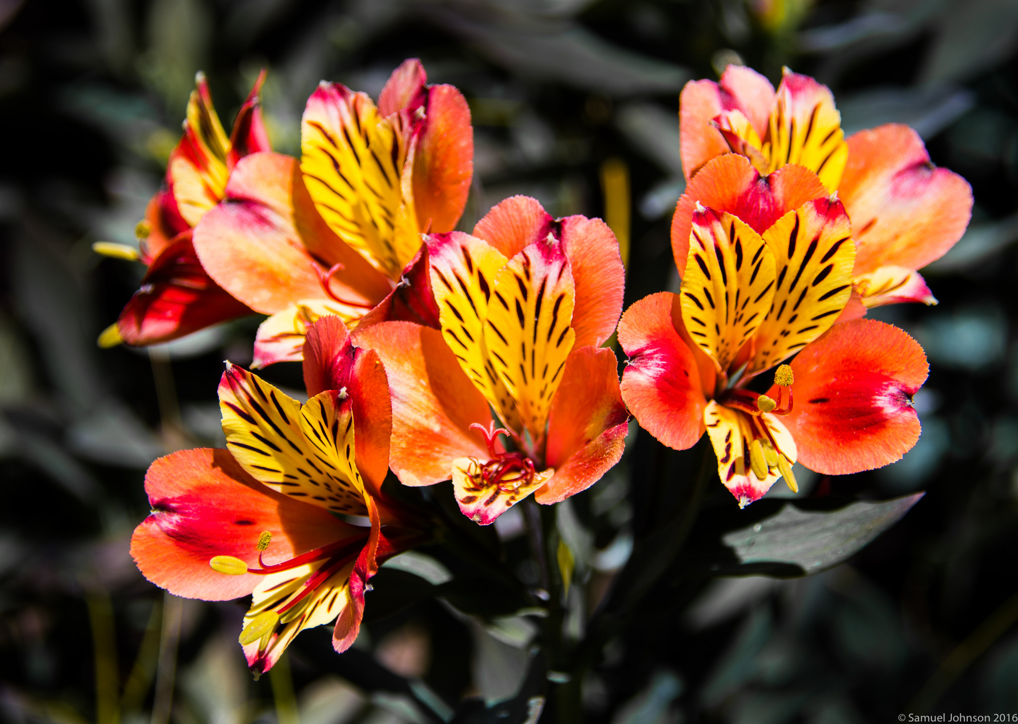 Nikon D500 sample photo. Getty alstroemeria photography