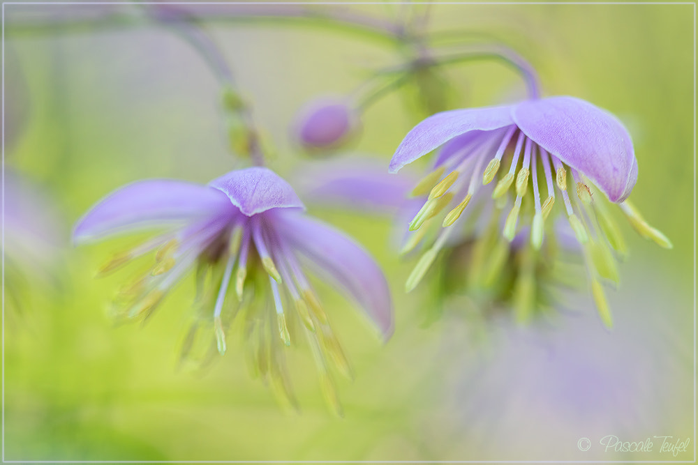 Sigma 150mm F2.8 EX DG Macro HSM sample photo. Tiny purple beauty photography