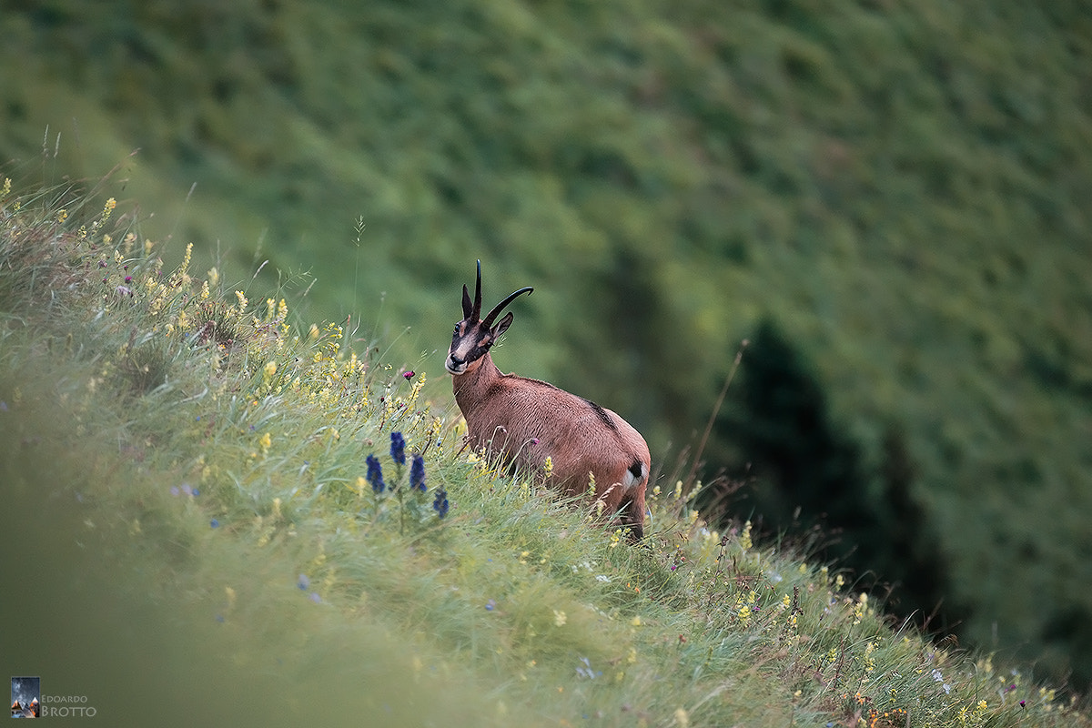 Nikon AF-S Nikkor 200-500mm F5.6E ED VR sample photo. A beautiful male of chamois in the wild vette feltrine photography