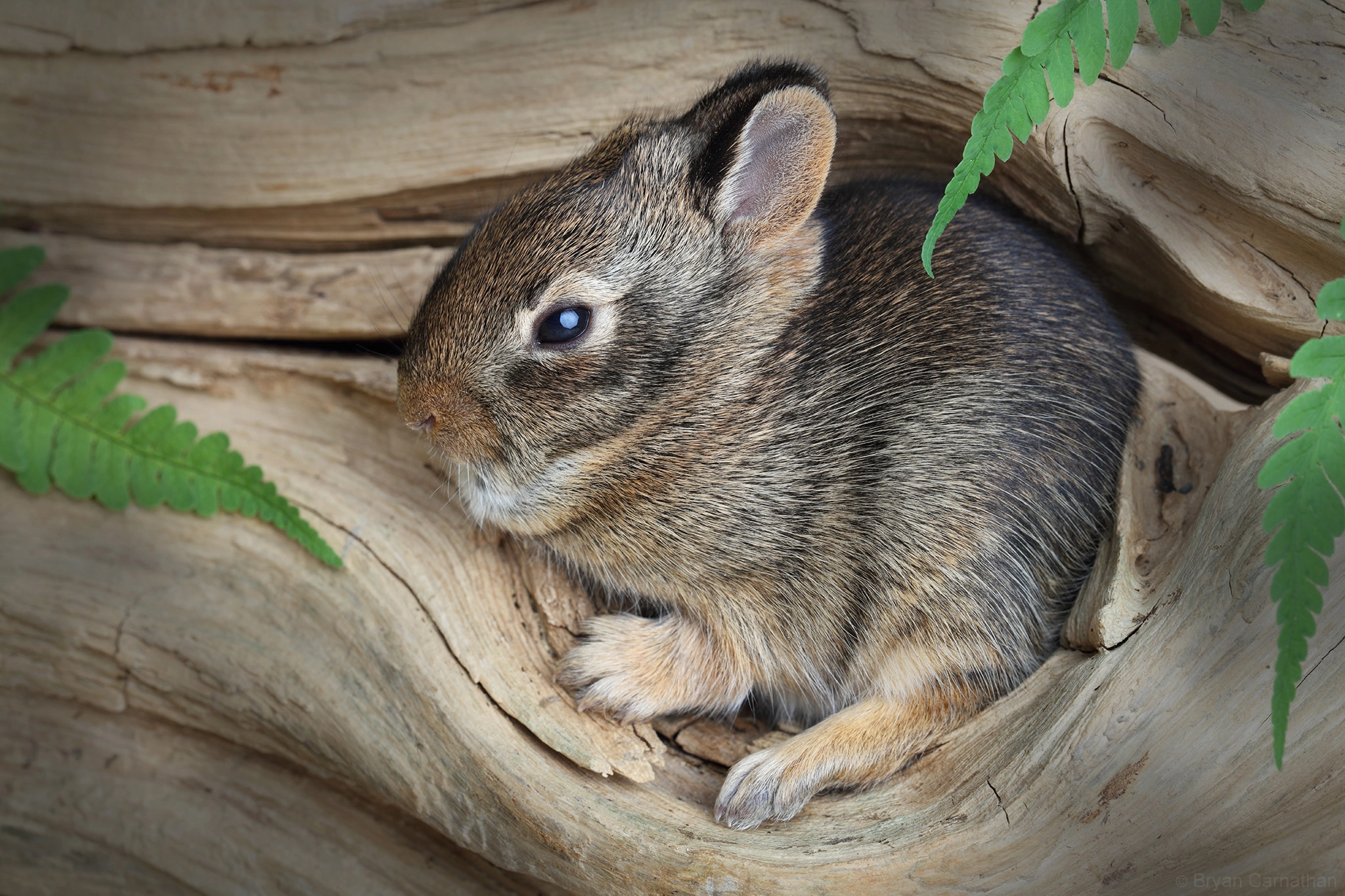 Canon EF 100mm F2.8L Macro IS USM sample photo. Baby cottontail rabbit in a log photography