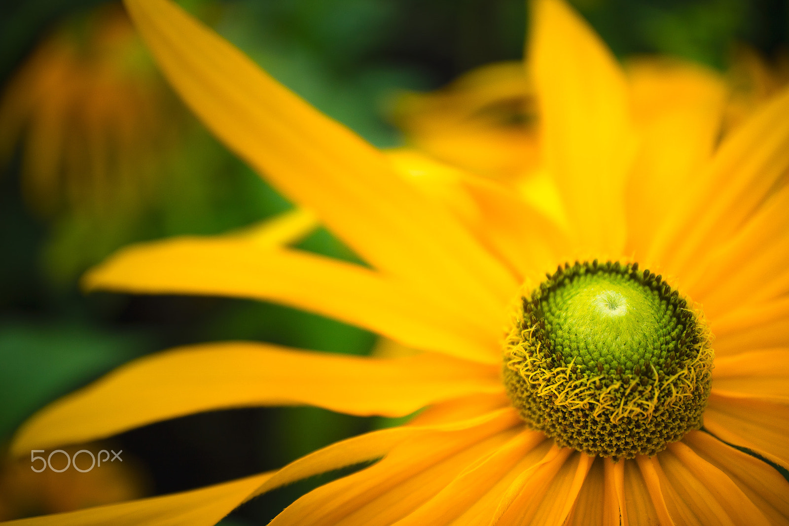Canon EF-M 28mm F3.5 Macro IS STM sample photo. Canon ef-m 28mm f/3.5 macro is stm review photography