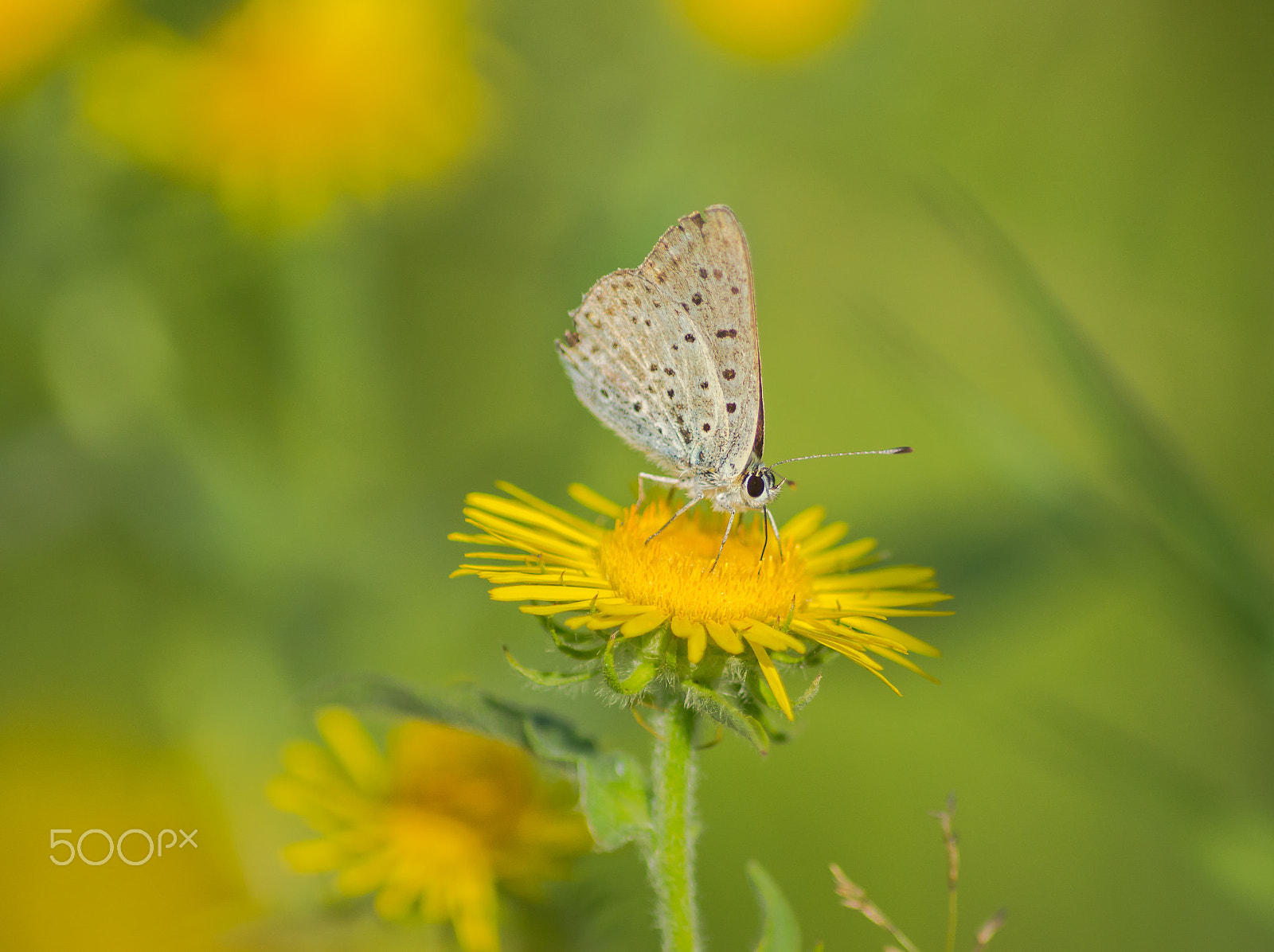 Sony SLT-A65 (SLT-A65V) + Tamron AF 55-200mm F4-5.6 Di II LD Macro sample photo. Butterfly on a yellow flower. photography