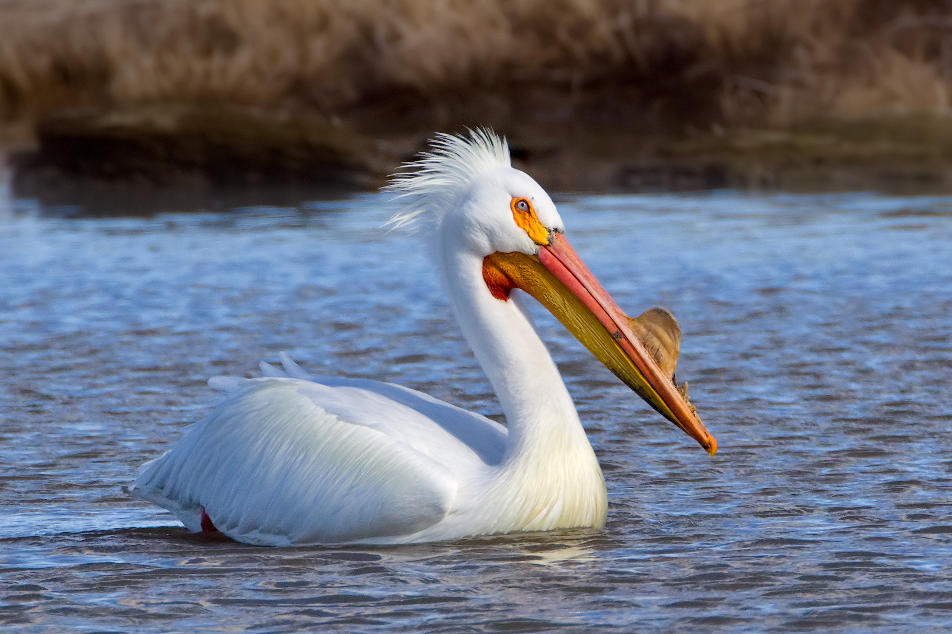 Canon EF 500mm F4L IS USM sample photo. The dude photography