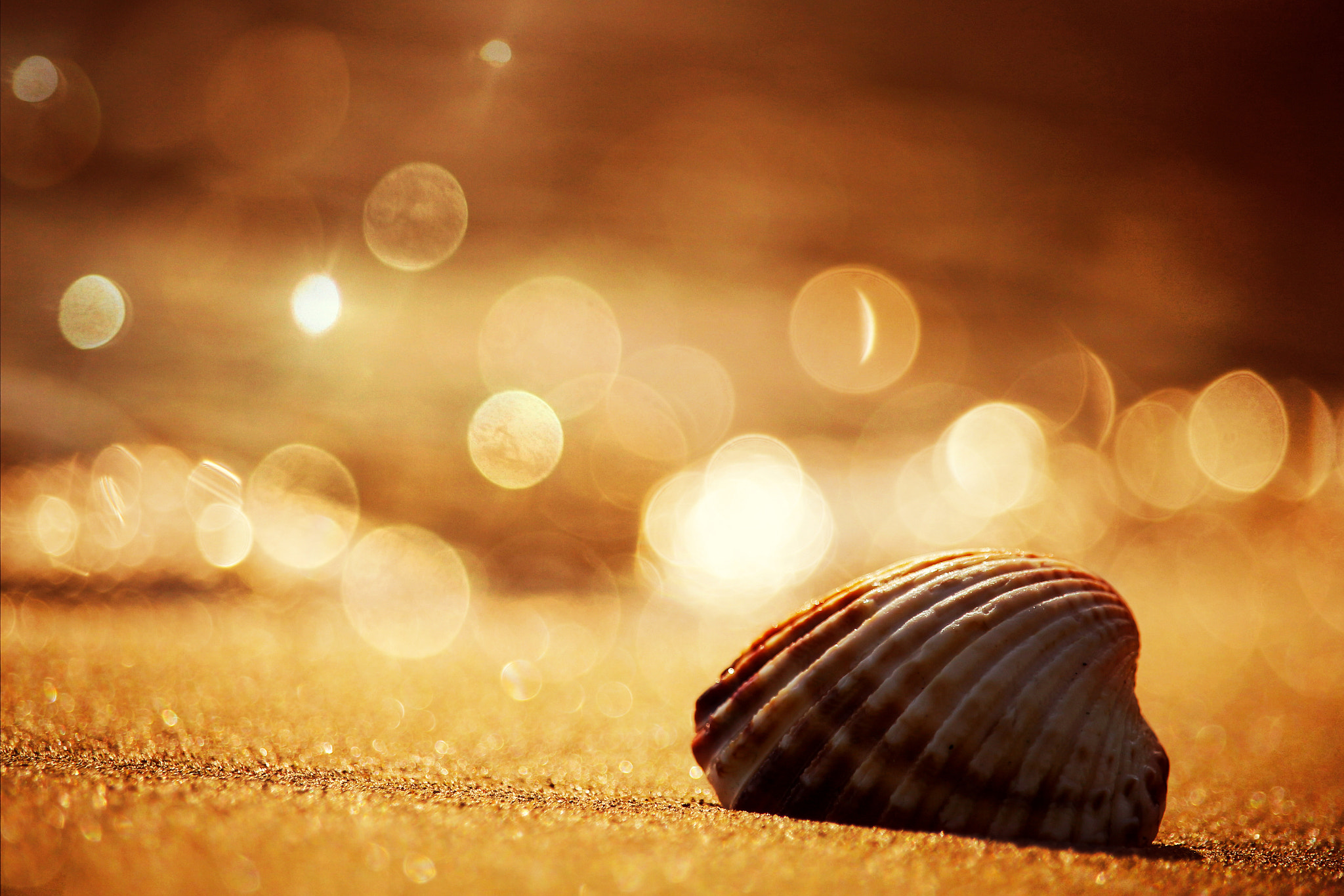 Canon EF-S 55-250mm F4-5.6 IS STM sample photo. Bokeh&blur photography