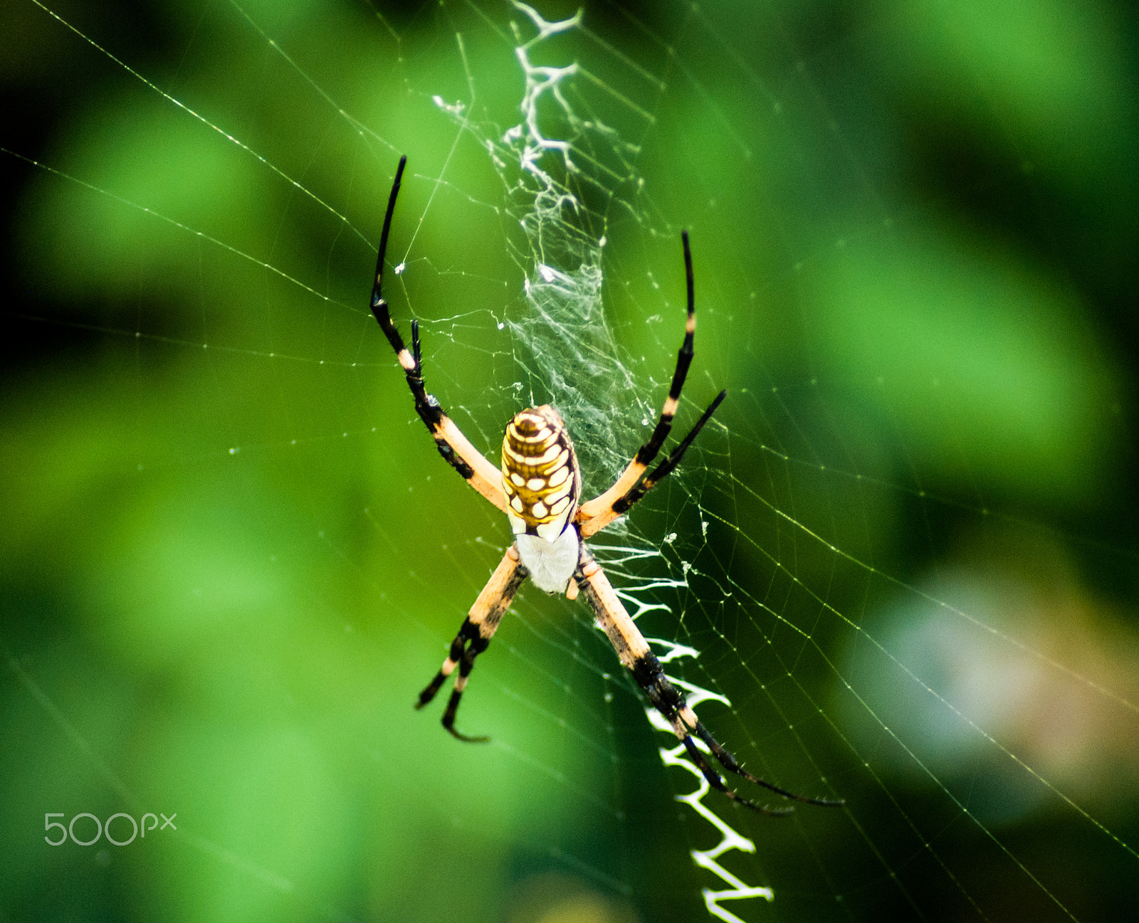 Nikon D60 + Tamron SP 70-300mm F4-5.6 Di VC USD sample photo. Spider in web photography