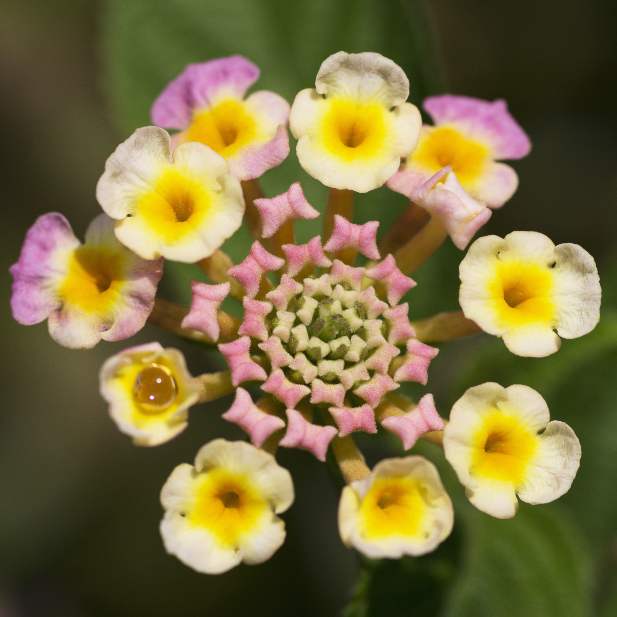 Sigma 50mm f/1.4 EX DG HSM + 1.4x sample photo. Micro flower of unknown name photography