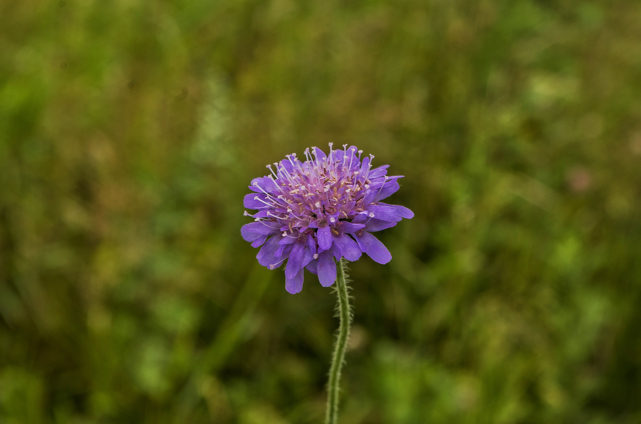 Pentax K-30 sample photo. Alone  photography