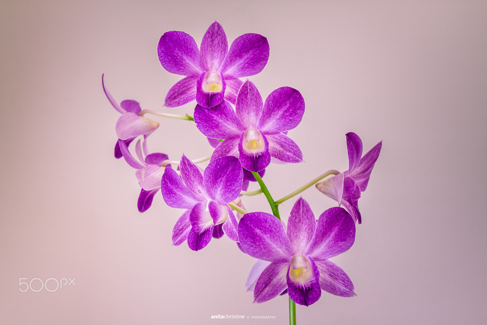 Canon EF 24-70mm F4L IS USM sample photo. Love purple photography