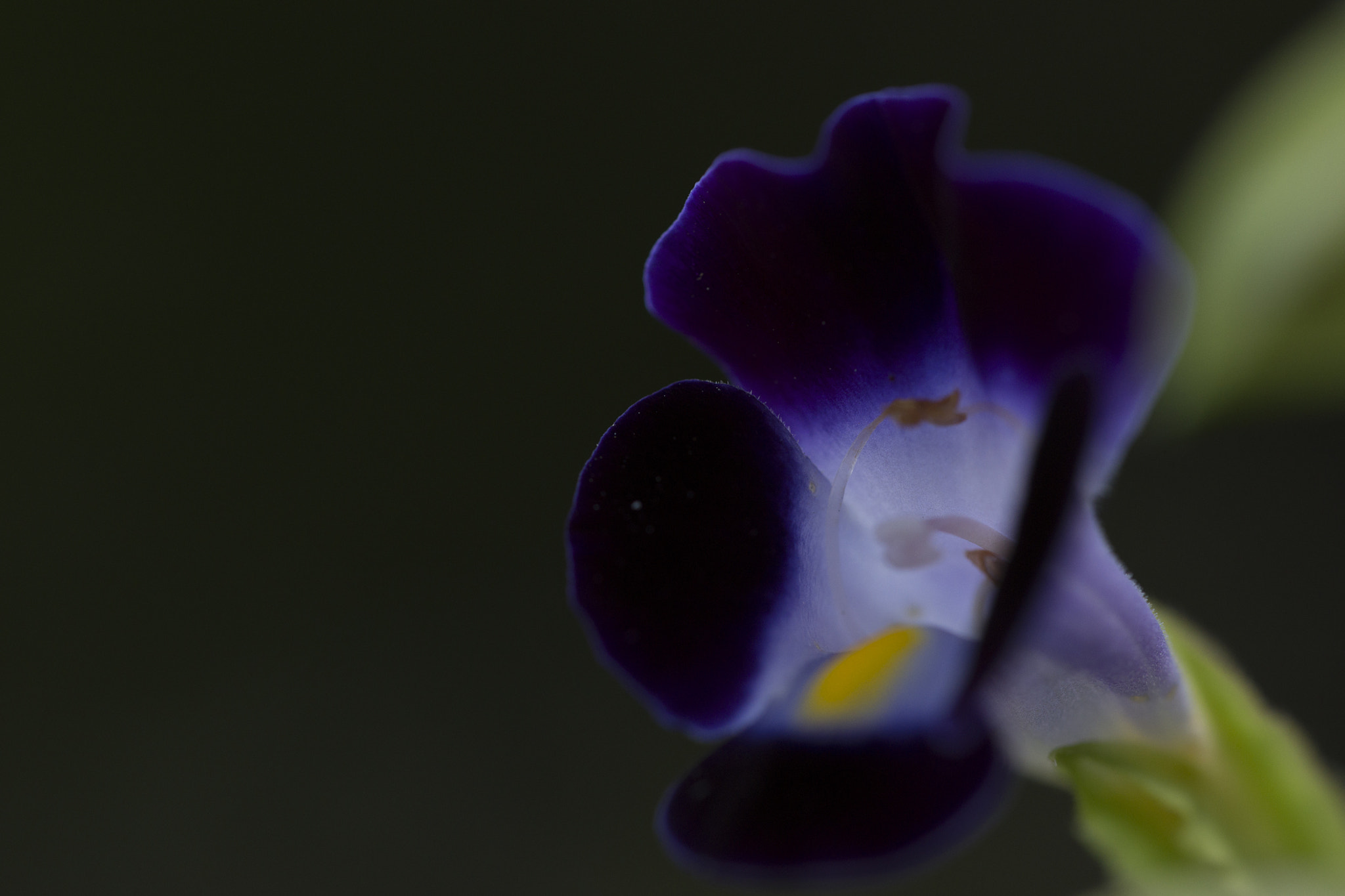 Sony a99 II + 150mm F2.8 sample photo. Flower. quarry bay, hong kong photography
