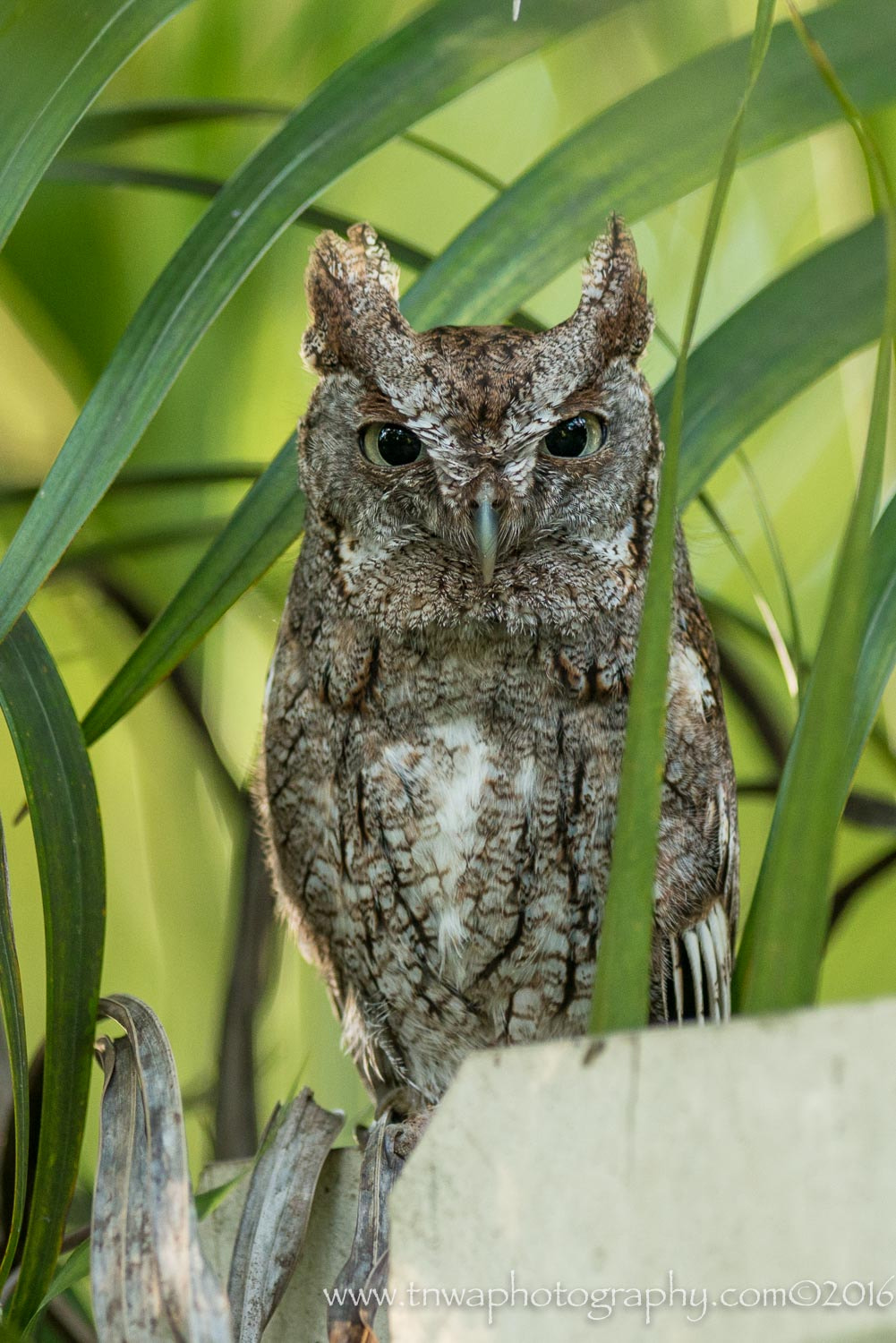 Nikon AF-S Nikkor 300mm F2.8G ED-IF VR sample photo. Mama watch photography