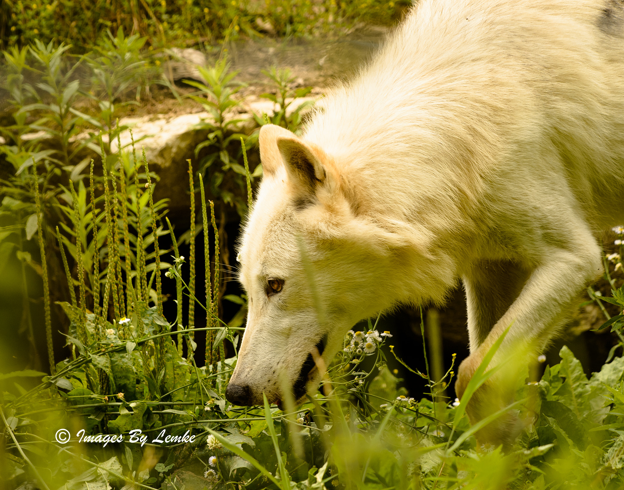 Nikon AF-S Nikkor 200-500mm F5.6E ED VR sample photo. Greay wolf photography