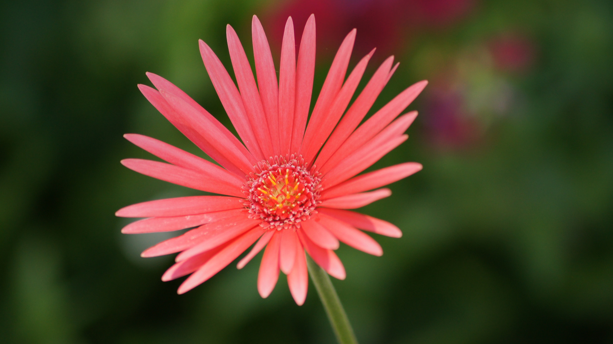 Sony DT 55-200mm F4-5.6 SAM sample photo