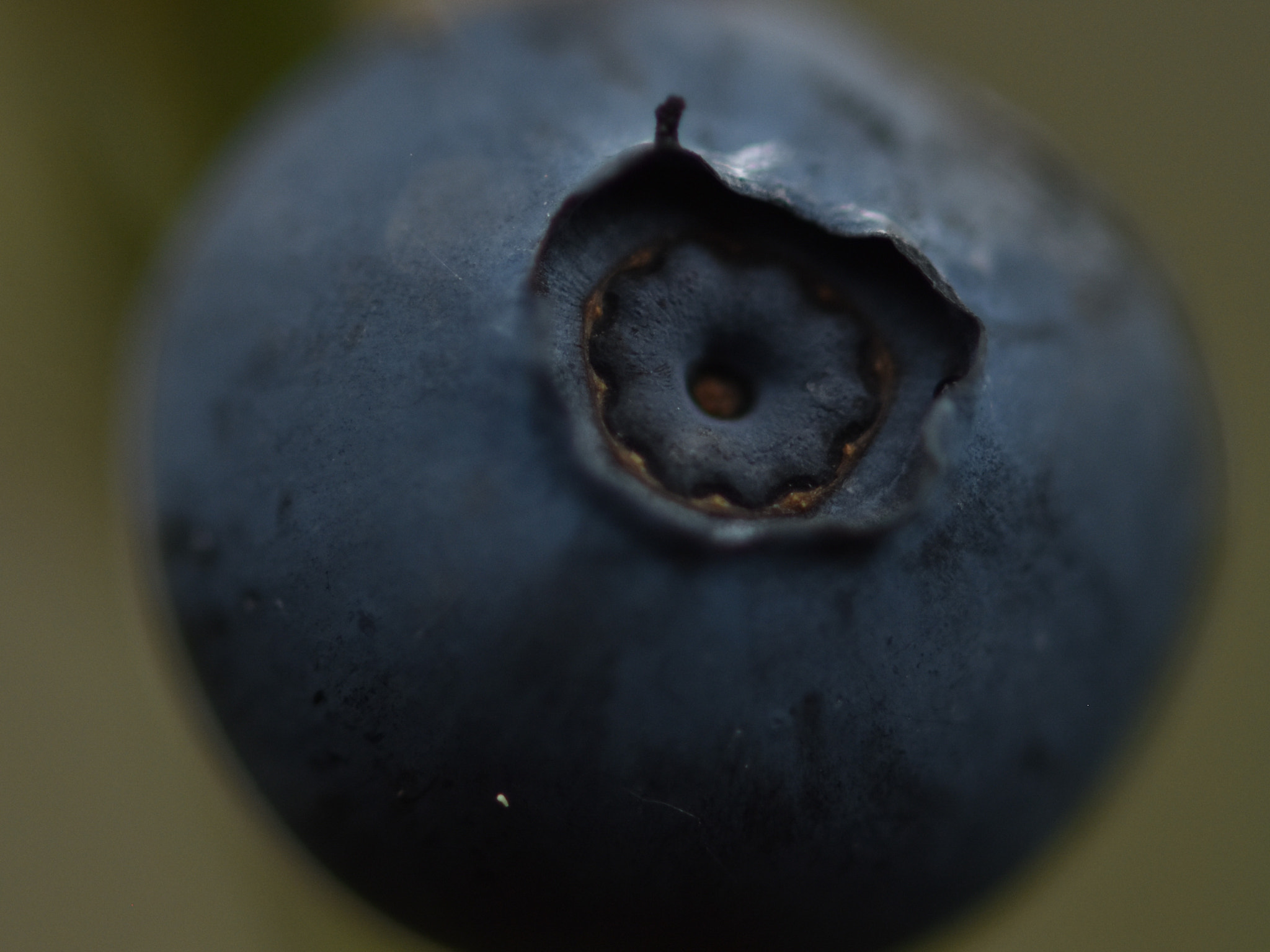 Nikon AF-S Micro-Nikkor 105mm F2.8G IF-ED VR sample photo. Blueberry photography