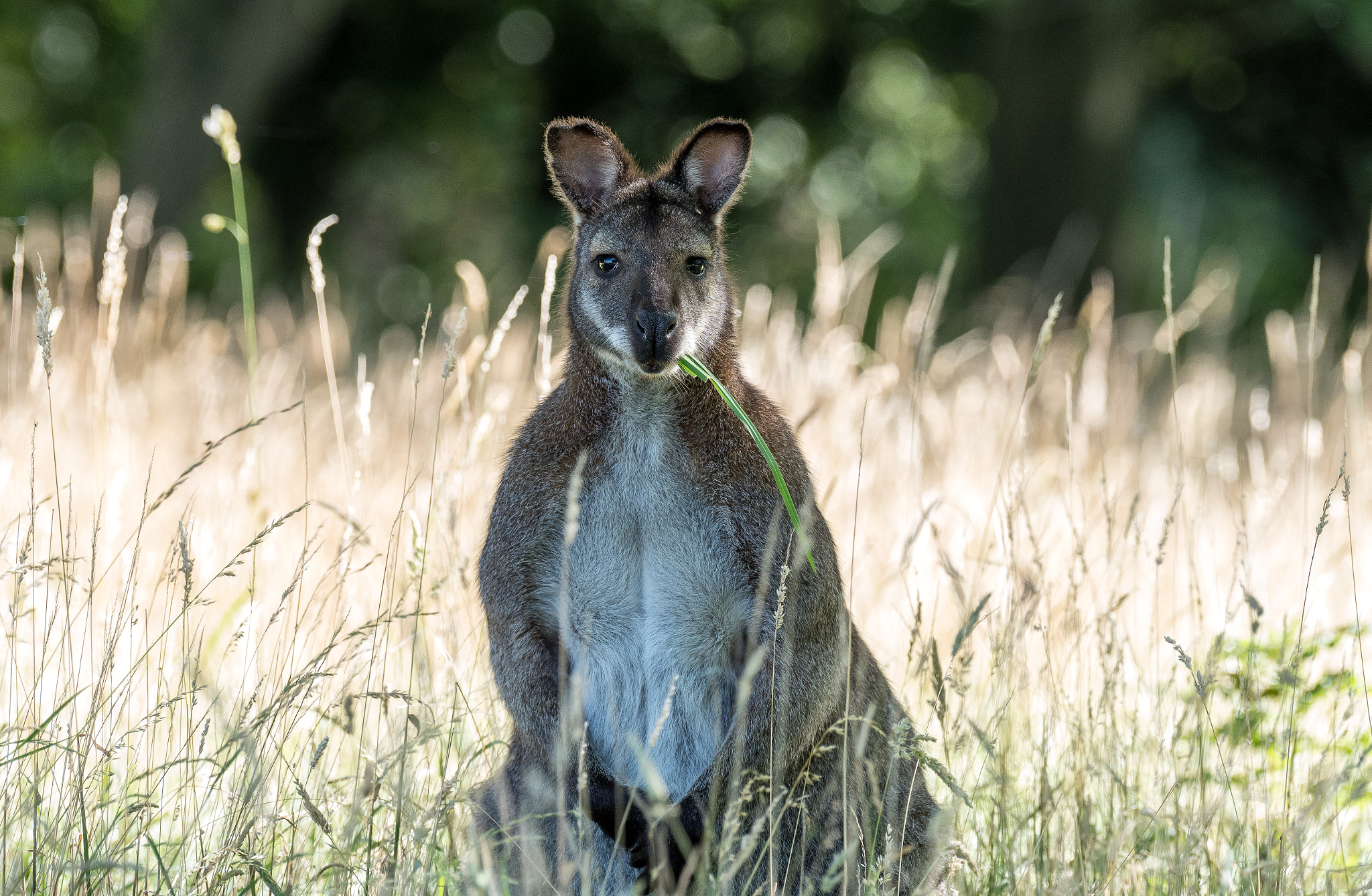 Pentax K-1 sample photo. Munching marsupial  photography